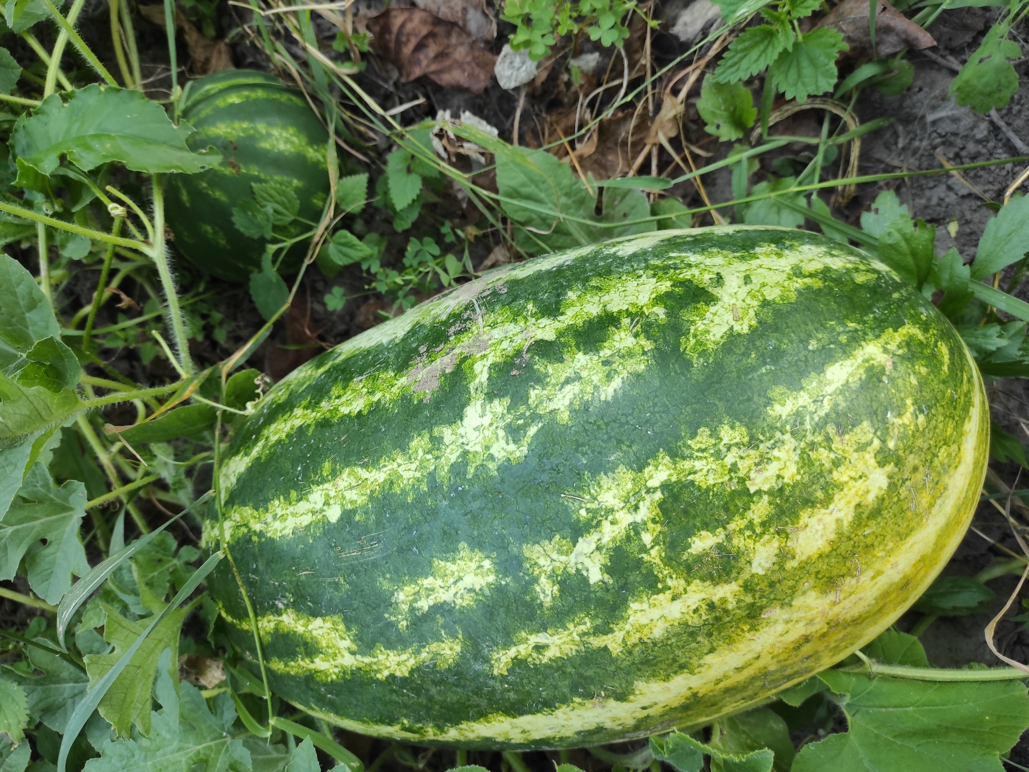 An overhead shot shows two watermelons on the ground amidst green leaves and dry brown leaves on a dirt surface. The watermelon in the foreground is large and elongated with dark green stripes interspersed with lighter green and yellow streaks. The second watermelon, visible in the upper right portion of the image, is smaller and rounder, with similar green striped markings. The watermelons are part of a plant with large green leaves and thin green vines winding through the scene. The background is out of focus and shows more of the leafy ground cover and soil. The lighting suggests it is daytime.