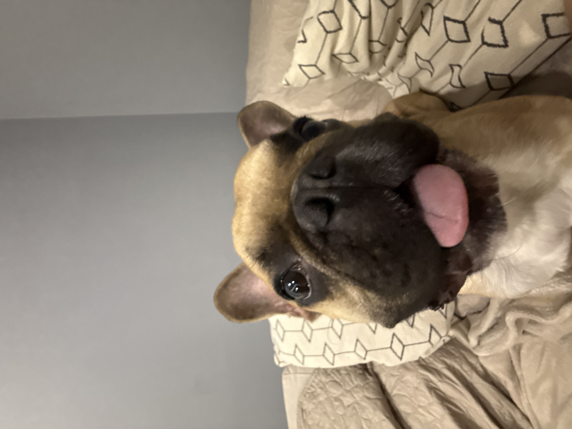 The image shows a close-up, head-on shot of a fawn-colored French Bulldog with its tongue sticking out. The dog is lying down, and its head is tilted slightly upwards. The background consists of pillows and a blanket, suggesting an indoor domestic setting, possibly a bed. The walls appear to be a neutral, light color. There is no discernible information about the location within the city of Burgas, Bulgaria, or any indication of activity outside of the immediate subject and its environment.