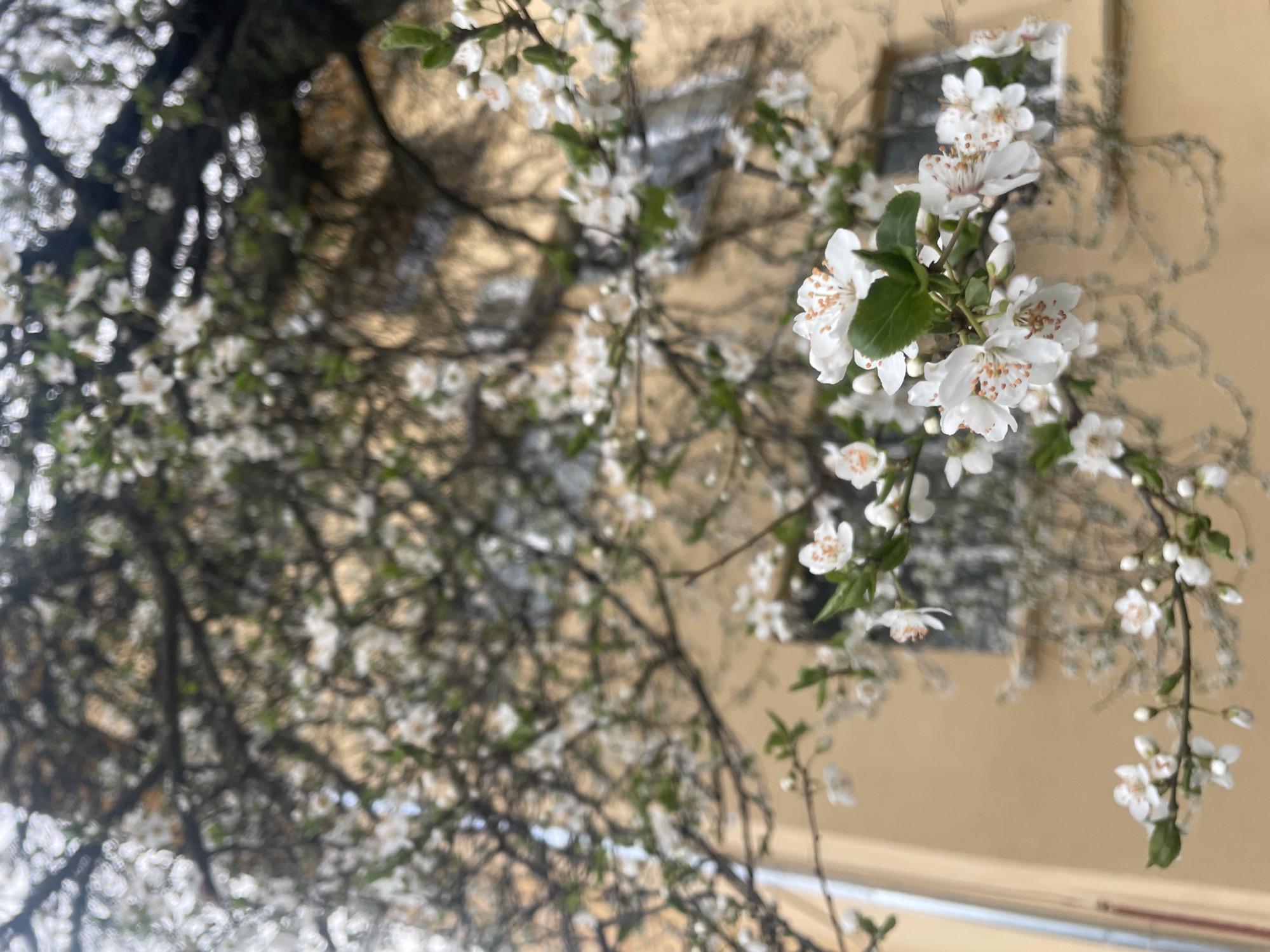 A low-angle shot shows branches of a blossoming tree against a light yellow building facade. The blossoms are small, white, and clustered along the dark branches. Some green leaves are visible amongst the blossoms. A window is partially visible on the building behind the branches. The location, city of Sofia, Bulgaria is inferred.