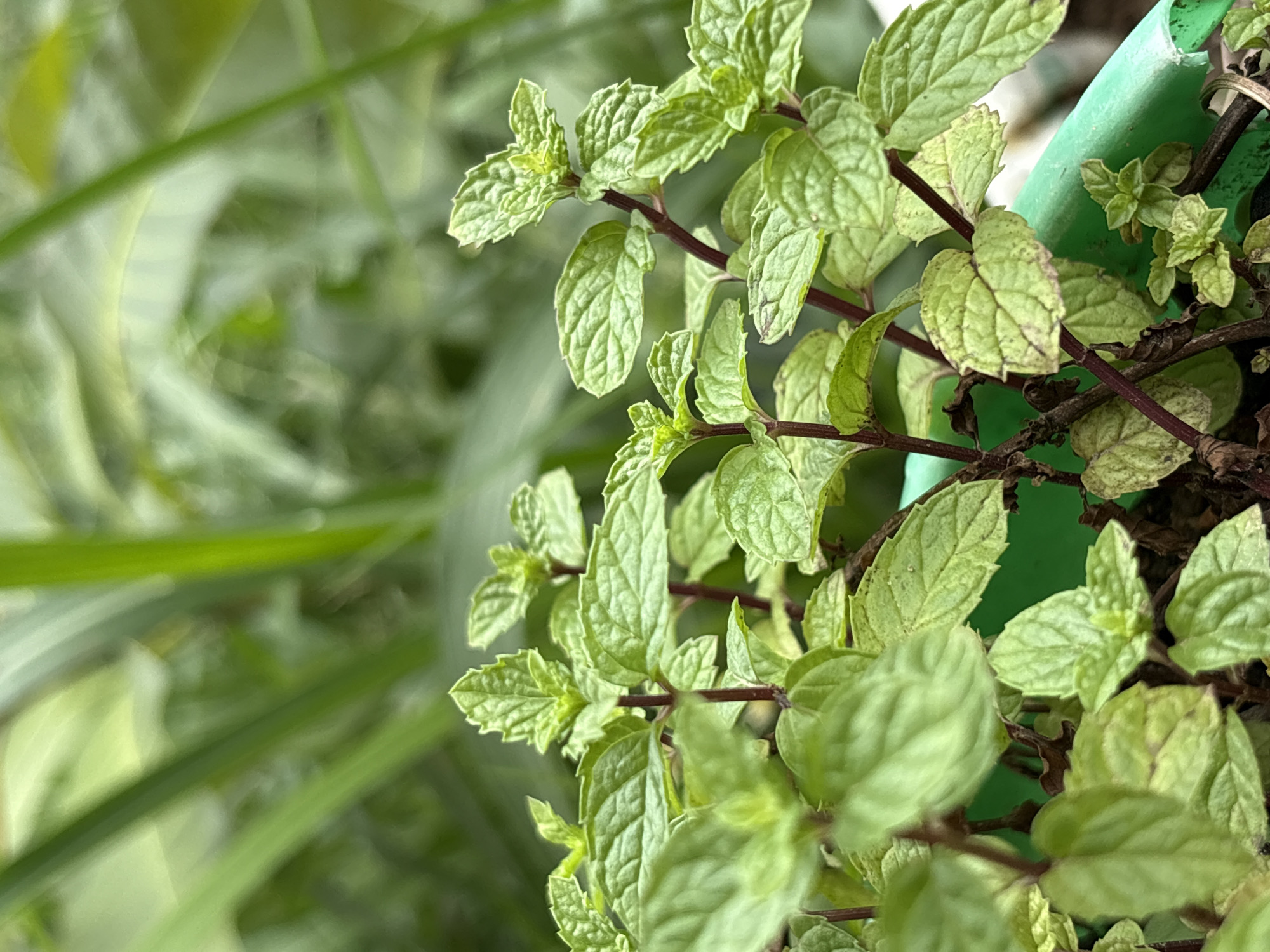 The image shows a close-up view of mint plants growing in a green container. The mint leaves are a vibrant green and have a textured surface. The stems of the plants are a reddish-brown color. In the background, there are blurred green leaves and stalks, suggesting an outdoor setting, possibly a garden or farm. There are no people or animals visible in the image. The scene is focused on the details of the mint plants and their immediate surroundings. The location is specified as Lugbe, Nigeria, though this detail is not visually evident from the image itself.
