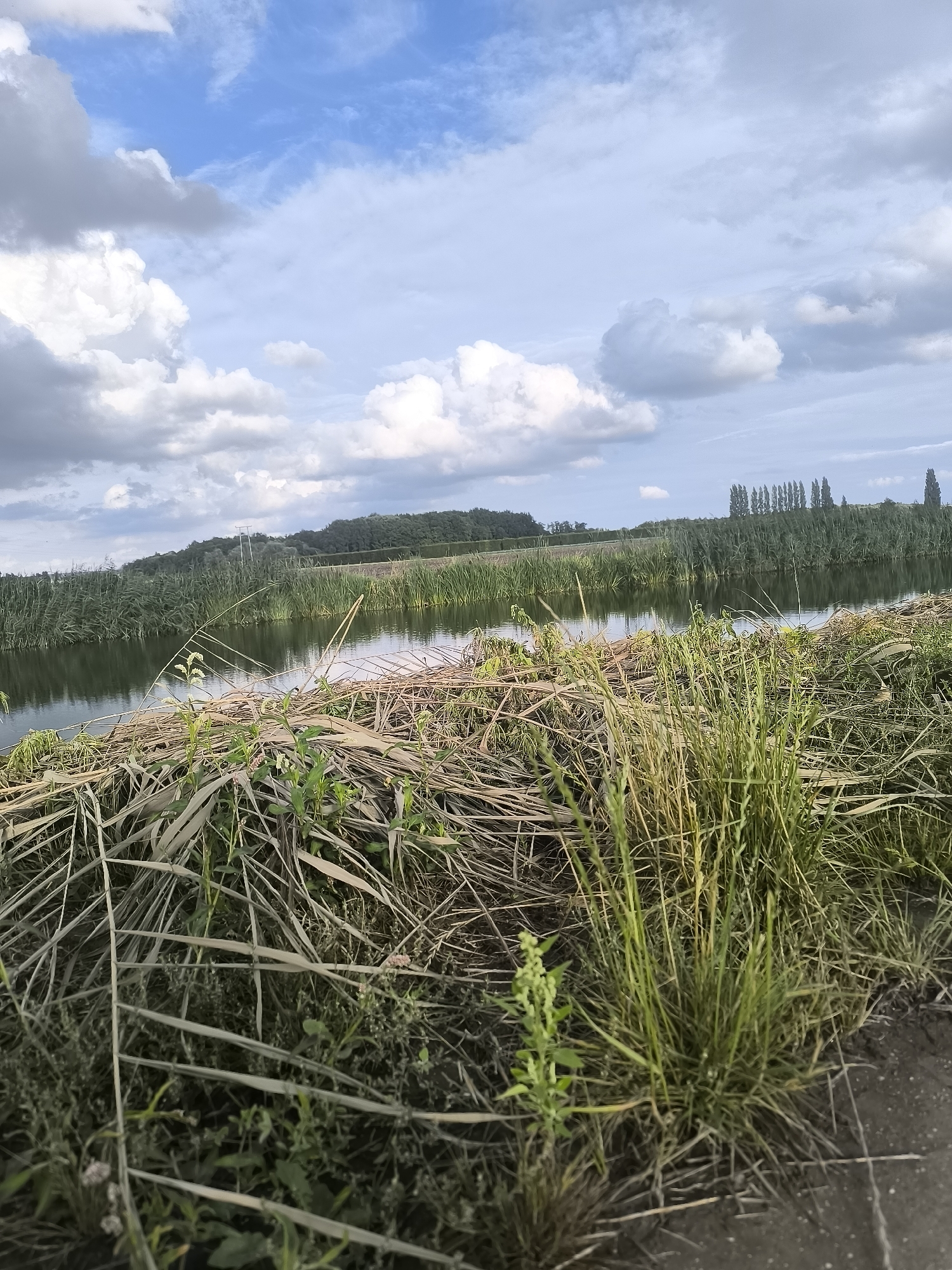 A waterfront scene is depicted in Andijk, Netherlands, under a sky with scattered white and gray clouds. In the foreground, tall, dry reeds and green grass grow along the edge of a body of water. The water, reflecting the sky and surrounding vegetation, appears calm. Beyond the reeds, a dense line of green vegetation, likely reeds or tall grasses, lines the opposite bank of the waterway. Further in the distance, a gently sloping hill covered in trees forms the horizon. A row of tall, slender trees stands prominently in the background, suggesting a cultivated landscape or a park area. The overall impression is a serene natural environment within Andijk.
