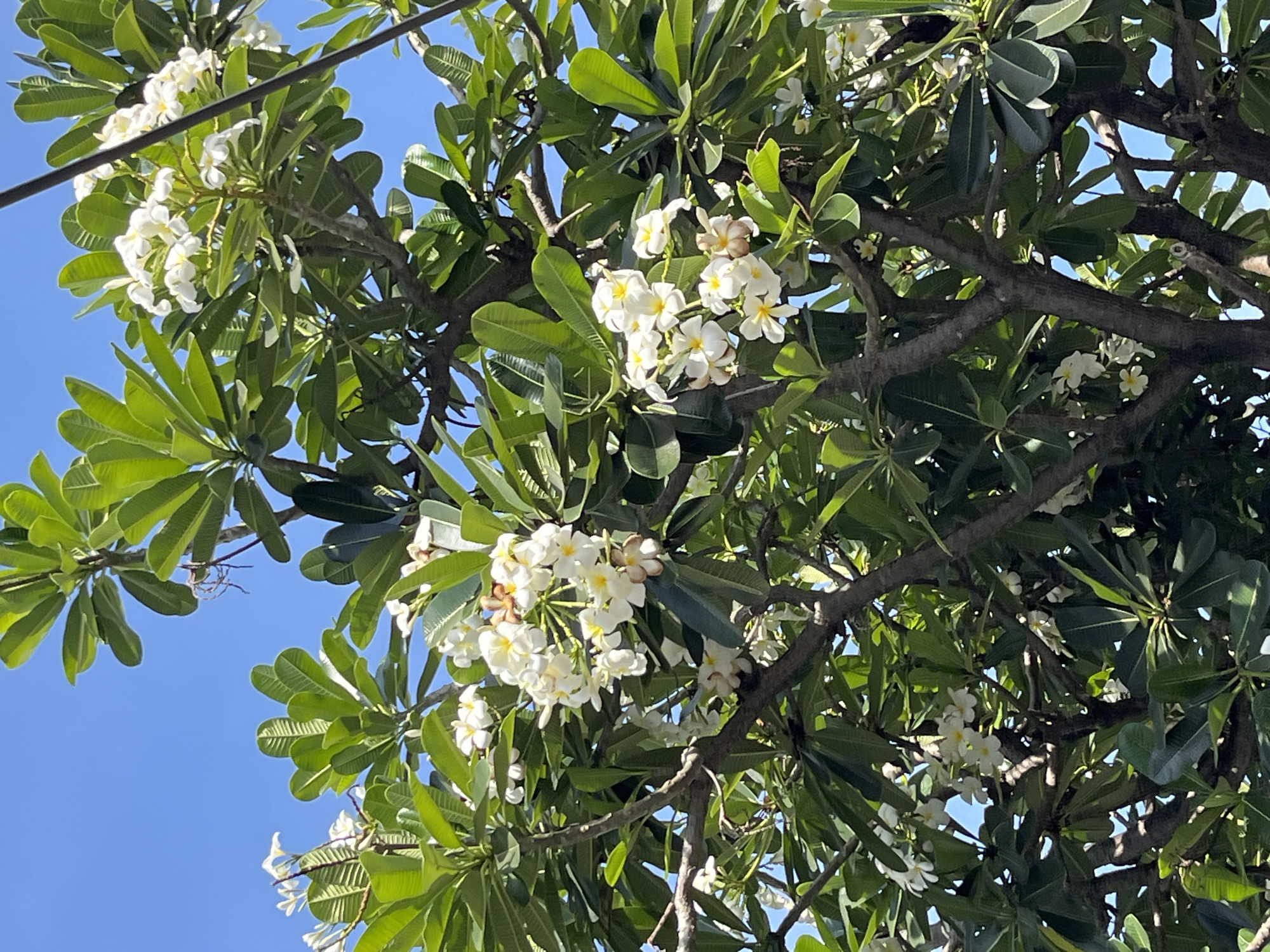 The image shows a close-up view of a frangipani tree with white and yellow flowers in bloom, set against a bright blue sky. The tree has dark brown branches and lush green leaves. Several clusters of frangipani flowers are visible, with their characteristic waxy petals. Some of the flowers are fully open, while others are still budding. The image is taken from a low angle, looking up into the tree. The scene appears to be in Nam Nha Trang Ward, Vietnam, as indicated by the prompt. There are no people or animals visible in the image. The environment is natural, with the tree and the sky as the primary elements.