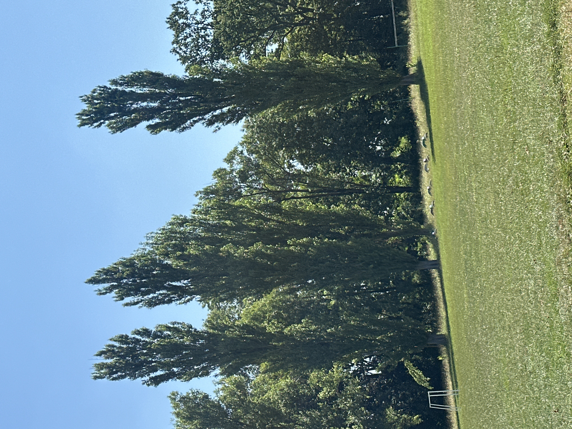 In Makiv, Ukraine, a bright, sunny day illuminates a grassy field where several tall, slender trees stand prominently. In the background, a dense line of green foliage forms a natural boundary. To the left of the frame, a white, rectangular structure, possibly a soccer goal, is visible. In the middle ground, a small group of what appear to be ducks or geese are resting on the grass. The sky above is a clear, uninterrupted blue.