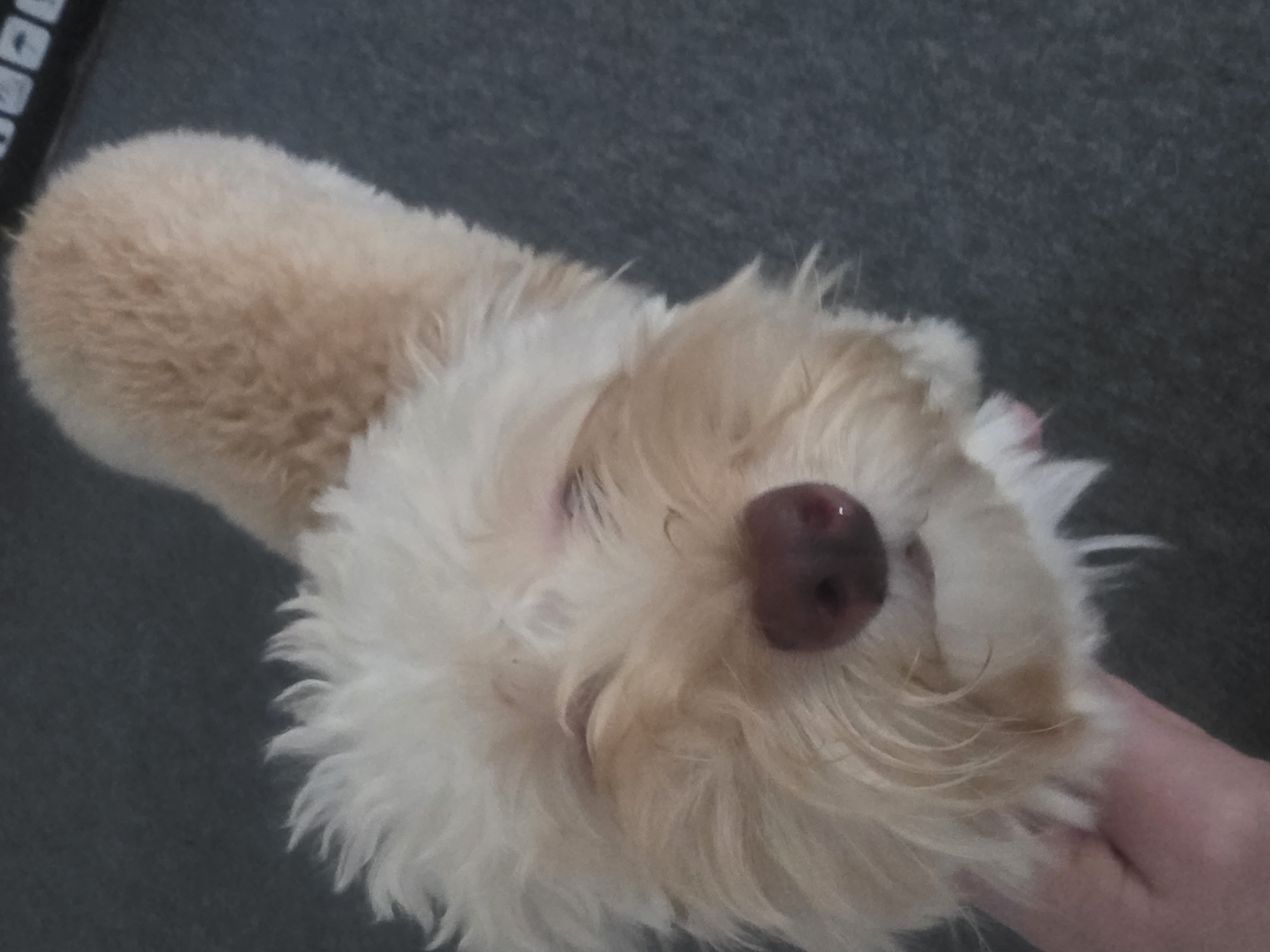 A fluffy, light brown dog is being held up with its face close to the camera. The dog's eyes are mostly closed, and its nose is a deep pink color. The dog's fur is disheveled, especially around its face, giving it a shaggy appearance. The background is a dark, textured surface, possibly a carpet or a similar fabric. A hand, pale with visible fingernails, is supporting the dog from underneath. The image appears to be taken indoors, and there are no other distinguishing features of the environment visible. There is no information available about the location in Bila Tserkva, Ukraine, as the image provides no contextual clues.