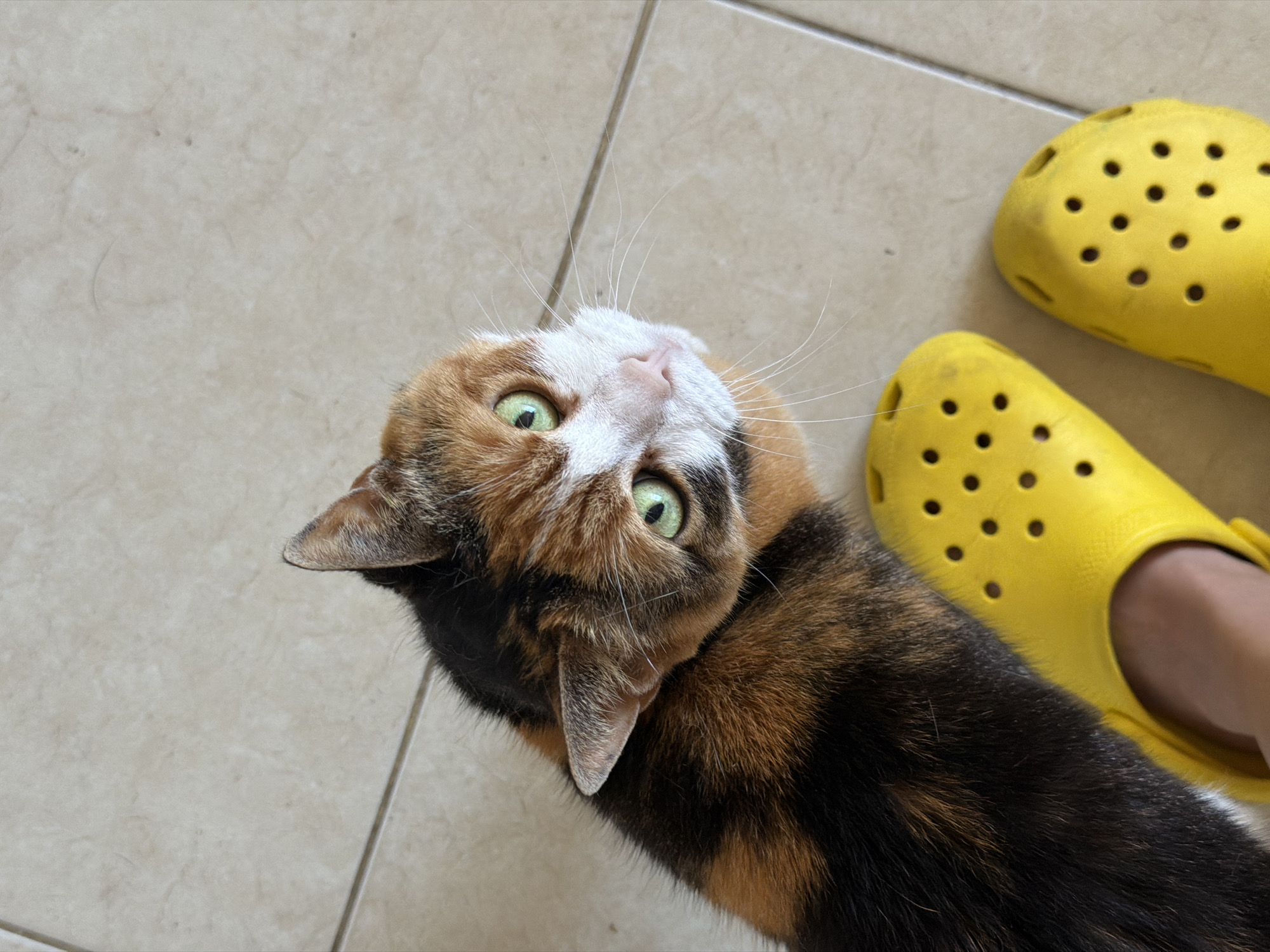 A calico cat lies on a light beige tiled floor next to a pair of yellow Crocs sandals and a partial view of a foot. The cat is looking up towards the camera with green eyes. The location is not specified in the image and cannot be determined.