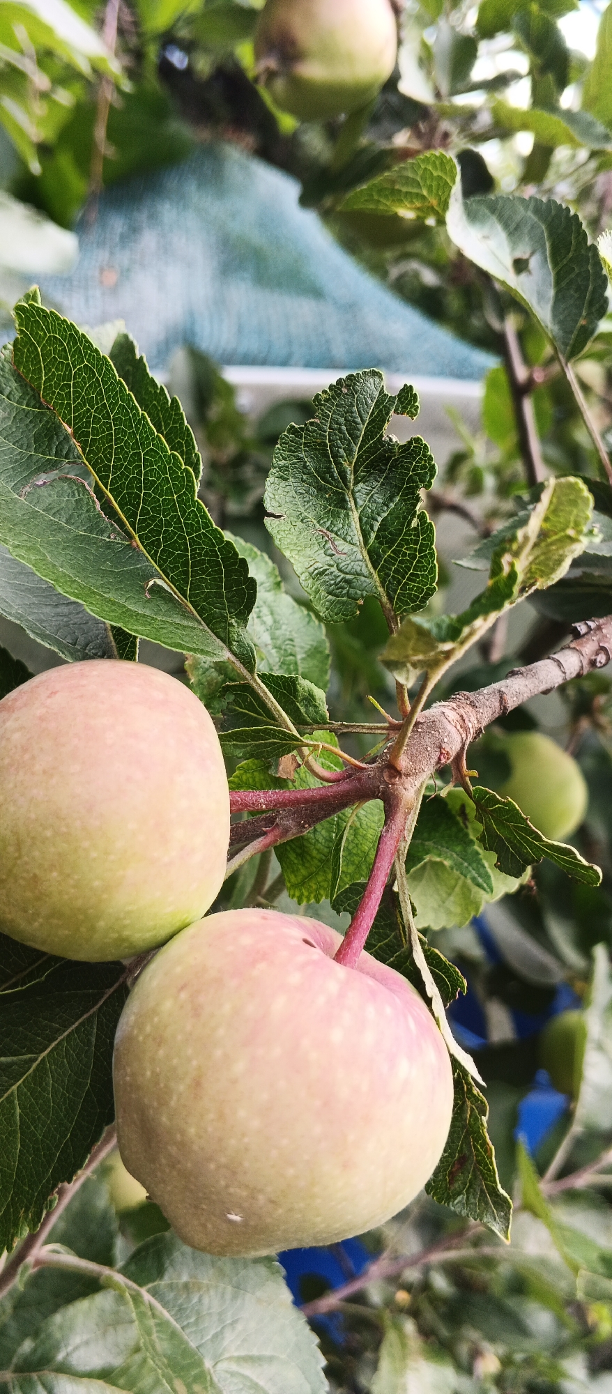 The image shows a close-up of several unripe apples on a tree branch. The apples are predominantly pale green with hints of pink blush. They are surrounded by lush green leaves, some of which show signs of insect damage with small holes and chewed edges. The branch itself is rough and brown, with reddish stems supporting the apples. In the background, out of focus, is a blue tarp or netting, possibly used for protection or pest control, and other green foliage. The overall scene suggests an orchard or garden setting. The location is identified as Smila, Ukraine. No people or animals are visible in the image.