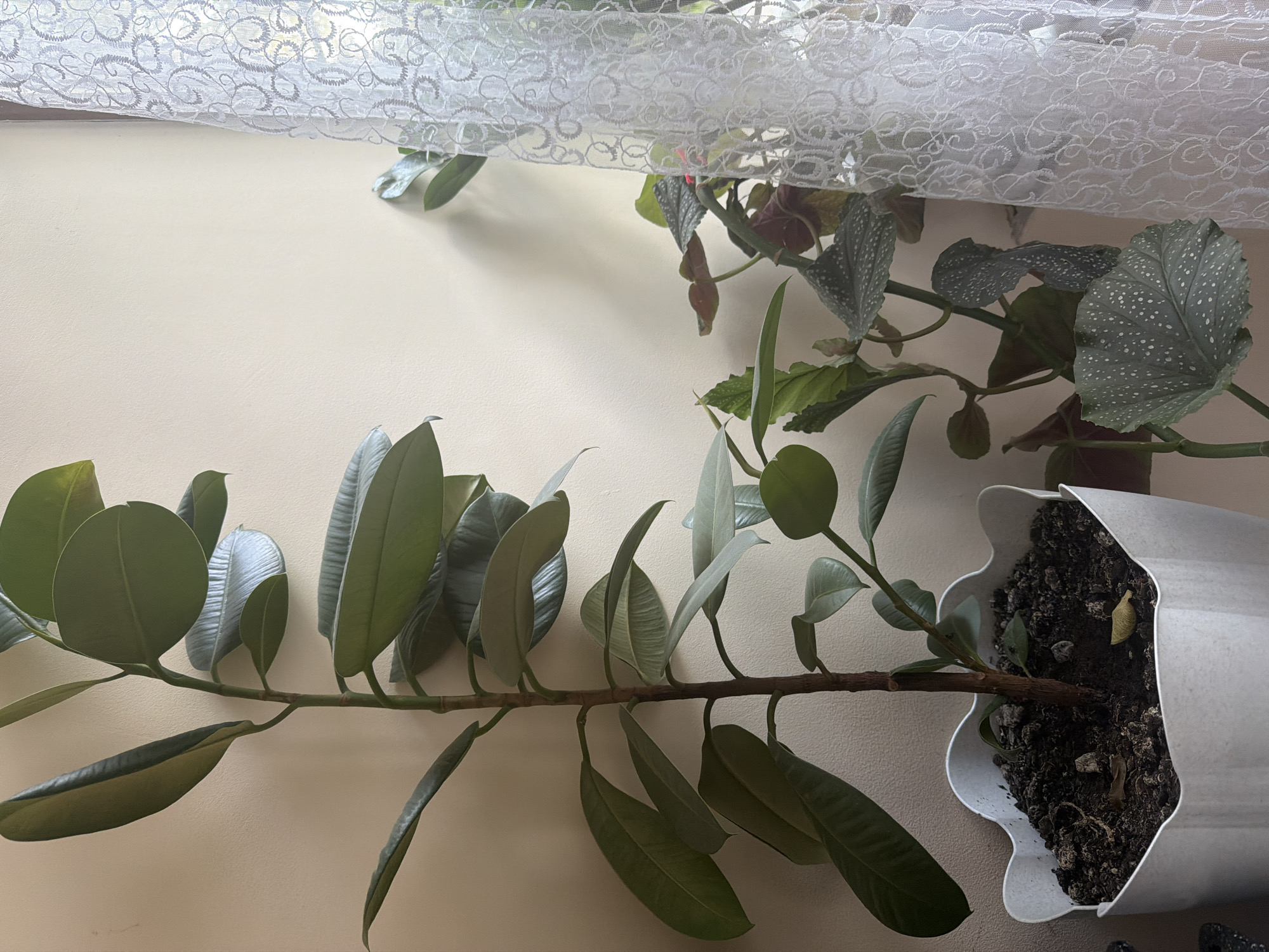 The image shows two potted plants near a window with a sheer lace curtain. The foreground features a ficus plant with large, glossy green leaves extending horizontally from a thick brown stem. The stem emerges from a white, wavy-edged pot filled with dark soil. Behind and to the right of the ficus, another plant with darker green leaves, some with silver spots, is visible. This plant's stem is also visible, suggesting it's also in a pot, though the pot is not fully in view. The backdrop is a plain, light-colored wall. The lighting suggests it is daytime, with light filtering through the curtain and illuminating the plants. The overall scene depicts a domestic setting, likely indoors, with houseplants near a window. There is no visible text in the image.
