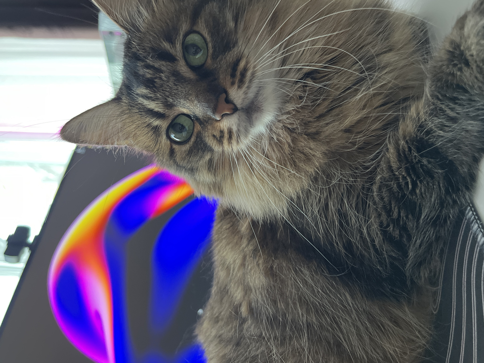 A close-up, eye-level, indoor shot features a brown tabby cat with striking green eyes. The cat is positioned in the foreground, facing slightly to the right, with its body mostly filling the frame. Its fur is long and appears to be a mix of brown, grey, and white, with prominent white whiskers.
In the background, a computer monitor displays a vibrant, abstract image with swirling patterns of bright pink, yellow, and blue. The monitor is positioned to the left of the cat and is slightly out of focus, with a webcam visible at the top edge. The background on the right side of the image is blurred and appears to be a window with white curtains and a hint of a window frame.
The cat is lying down, and a portion of a striped surface, likely a blanket or fabric, is visible beneath its body. The overall lighting suggests an indoor environment with a light source coming from the right. The scene appears to be a domestic setting, possibly a home office or living area.
