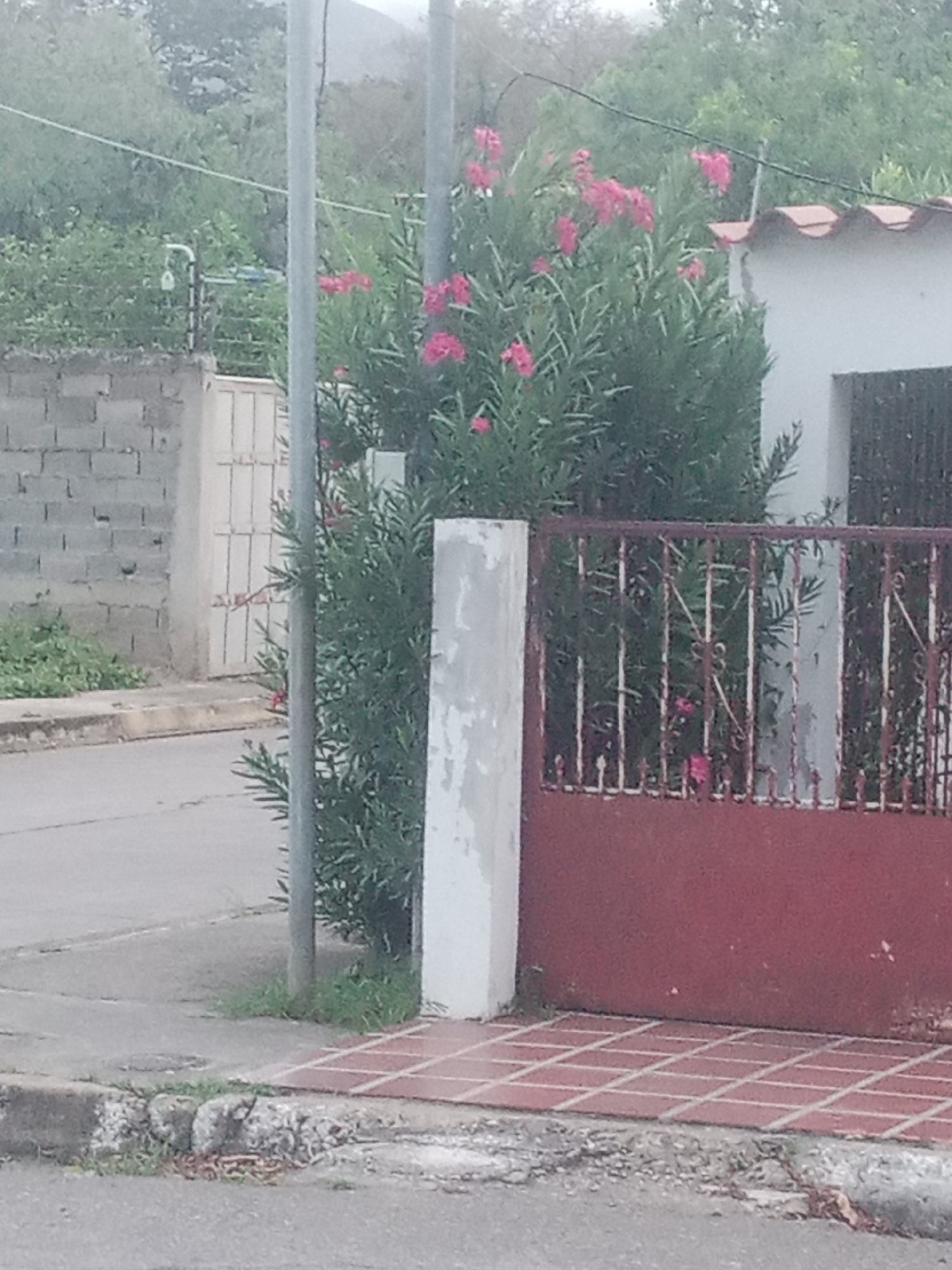 The image depicts a street scene in Santa Ana, Venezuela, likely on a cloudy or overcast day. In the foreground, a paved road transitions to a sidewalk made of red square tiles. A concrete curb is visible, with some debris and vegetation growing around it. To the right of the tiled sidewalk, a maroon metal gate with vertical bars is partially visible, and beyond it, a white building with a red-tiled roof is present.
Behind the gate, a large, leafy green bush with clusters of pink flowers dominates the middle ground. A tall, slender grey pole, possibly a utility pole, stands in front of the bush. To the left of the bush and pole, a light-colored gate made of vertical bars is visible, set within a rough brick wall. Further to the left, another section of the brick wall is visible, with dense green vegetation growing behind it. In the background, more trees and foliage are present, with a hint of a hillside or mountain range in the far distance.
No people are visible in the image. The scene appears to be a residential or semi-residential area, with elements of fencing, walls, and a gate suggesting private property. The overall impression is one of a somewhat overgrown and possibly weathered urban or suburban environment.