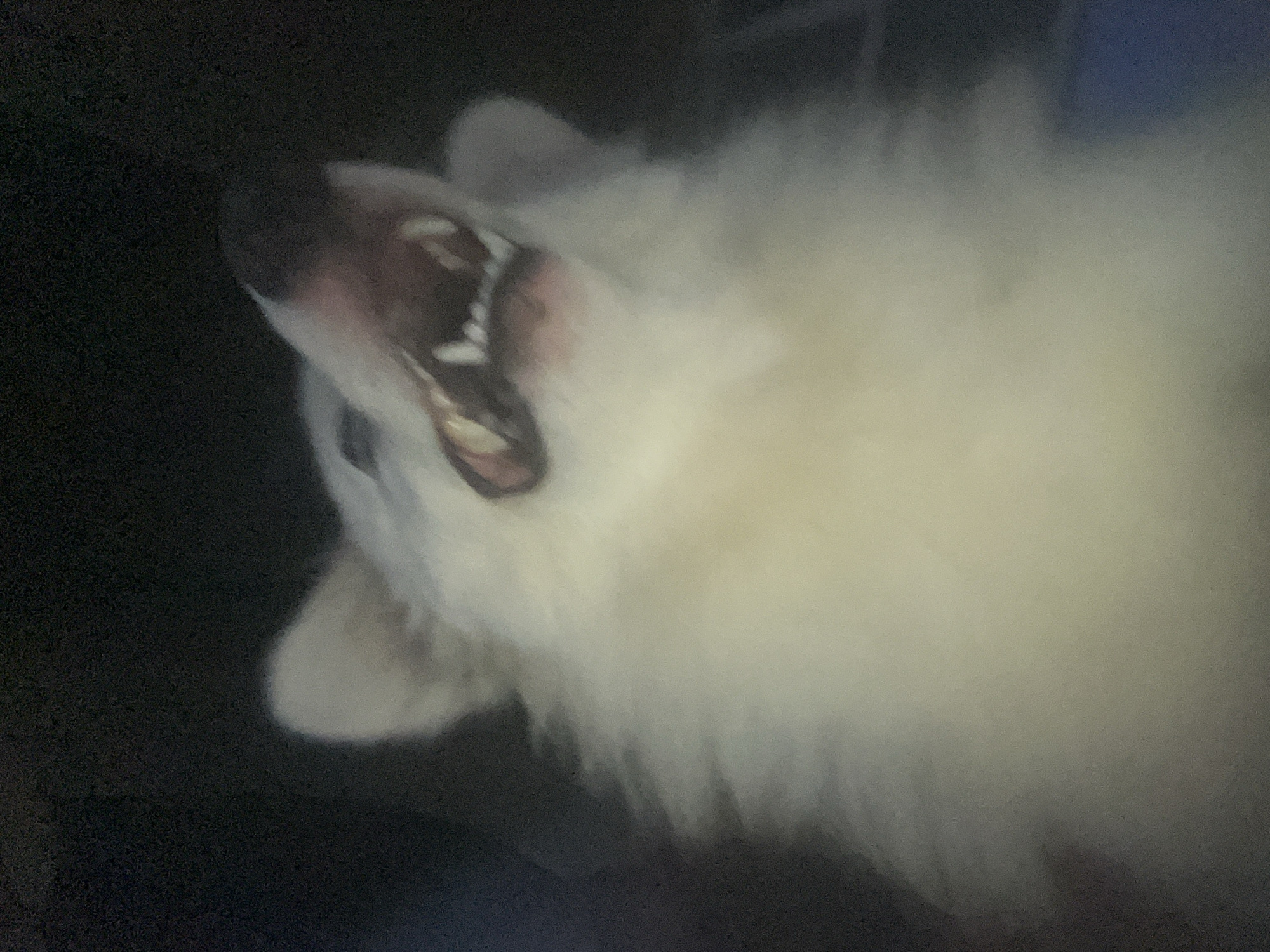 A blurry photograph depicts a white, fluffy dog with its mouth open, possibly panting or yawning. The dog is lying on its back with its head turned upwards. The dog's nose is dark, and its teeth are visible. The background is dark and indistinct. The location is not discernible.