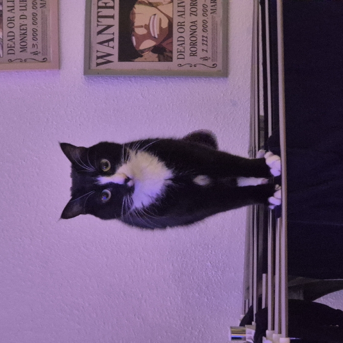 A black and white tuxedo cat hangs precariously from a clothing rack, its paws gripping the metal bars. The cat gazes at the camera with curiosity. Behind the cat, the wall is decorated with two framed One Piece bounty posters. The wall is a pale violet color, adding a whimsical touch to the scene.