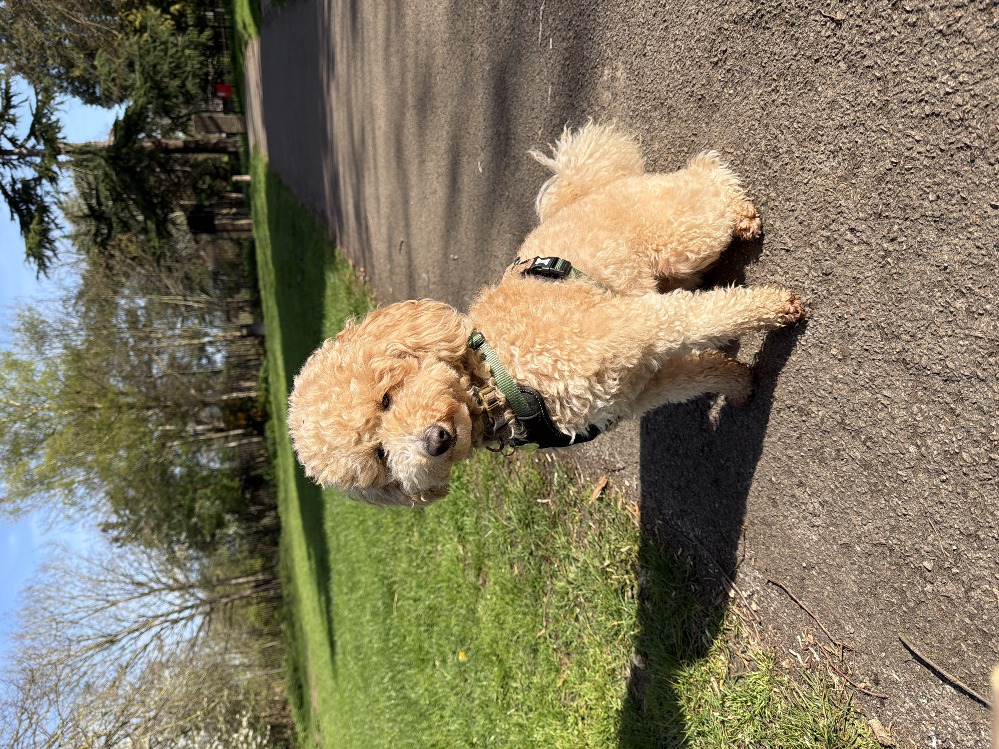 A tan poodle-type dog is lying on a paved path, looking towards the left of the image. The dog wears a dark harness with green and white patterned straps. The path is bordered by green grass and trees, suggesting a park setting. The location cannot be determined from the image alone, and its identification in London cannot be confirmed.