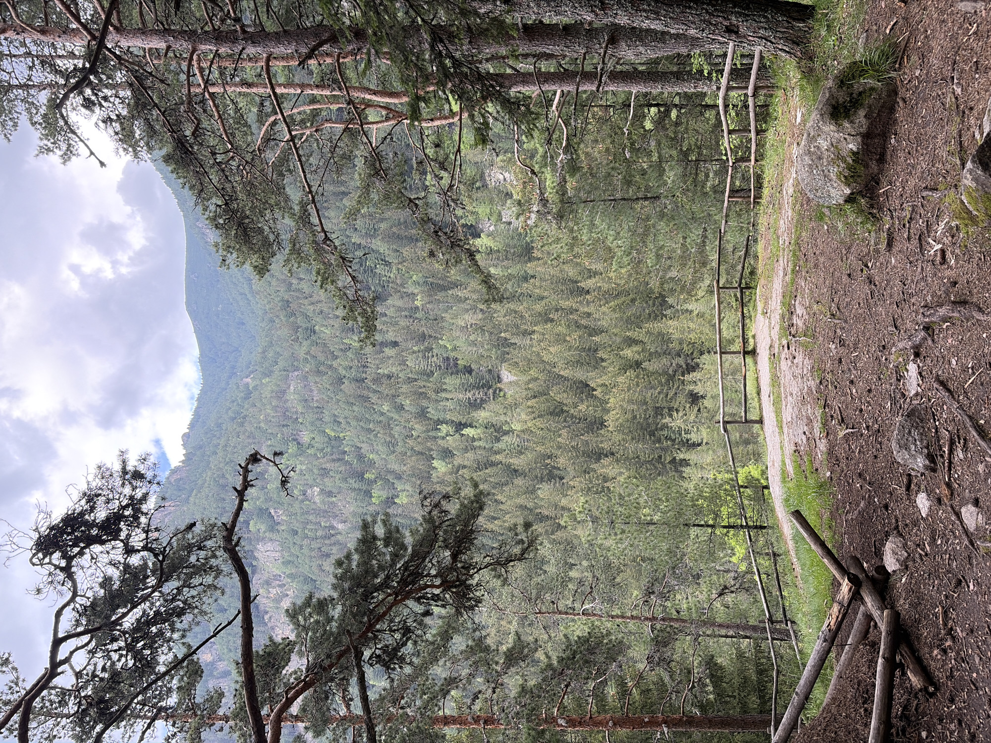 This image presents a panoramic view from an elevated vantage point within a dense coniferous forest. In the immediate foreground, a dirt and gravel path occupies the lower portion of the frame, scattered with pine needles, small branches, and several rocks. To the left, a section of a rustic wooden log barrier lies partially disassembled on the ground. To the right, a large boulder covered in green moss is prominent. A curved wooden rail fence, constructed from light-colored natural wood, spans the mid-ground, separating the cleared path from a steep, forested slope. Beyond this fence, a valley filled with an extensive, uniform coniferous forest stretches towards distant mountains. The trees in the valley exhibit varying shades of green. The left and right edges of the image are framed by the dark, textured trunks and branches of large conifer trees, some of which extend into the upper corners of the frame. In the background, forested mountain ranges are visible under an overcast sky characterized by a mix of grey and white clouds. There are no people or animals present in the scene. The location is Unknown, Unknown.