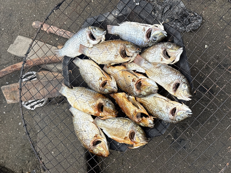 This image displays an overhead view of a fish grilling setup situated in Oworonshoki, Nigeria. Approximately fifteen whole, gutted fish, consistent with the morphology of Tilapia, are arranged on a circular black metal wire mesh grill. The fish exhibit a range of cooked appearances, from golden-brown to silvery-grey, with visible scales and open mouths. The grill rests directly on a dark, granular ground surface, consistent with dirt or coarse sand. Behind the grill, several weathered wooden planks and sticks are visible on the ground, suggesting a rudimentary outdoor setting. A small quantity of dark, charred material or debris is present on the ground beneath the right side of the grill. No individuals are depicted, and no active cooking processes, actions, or interactions are observable within the frame.