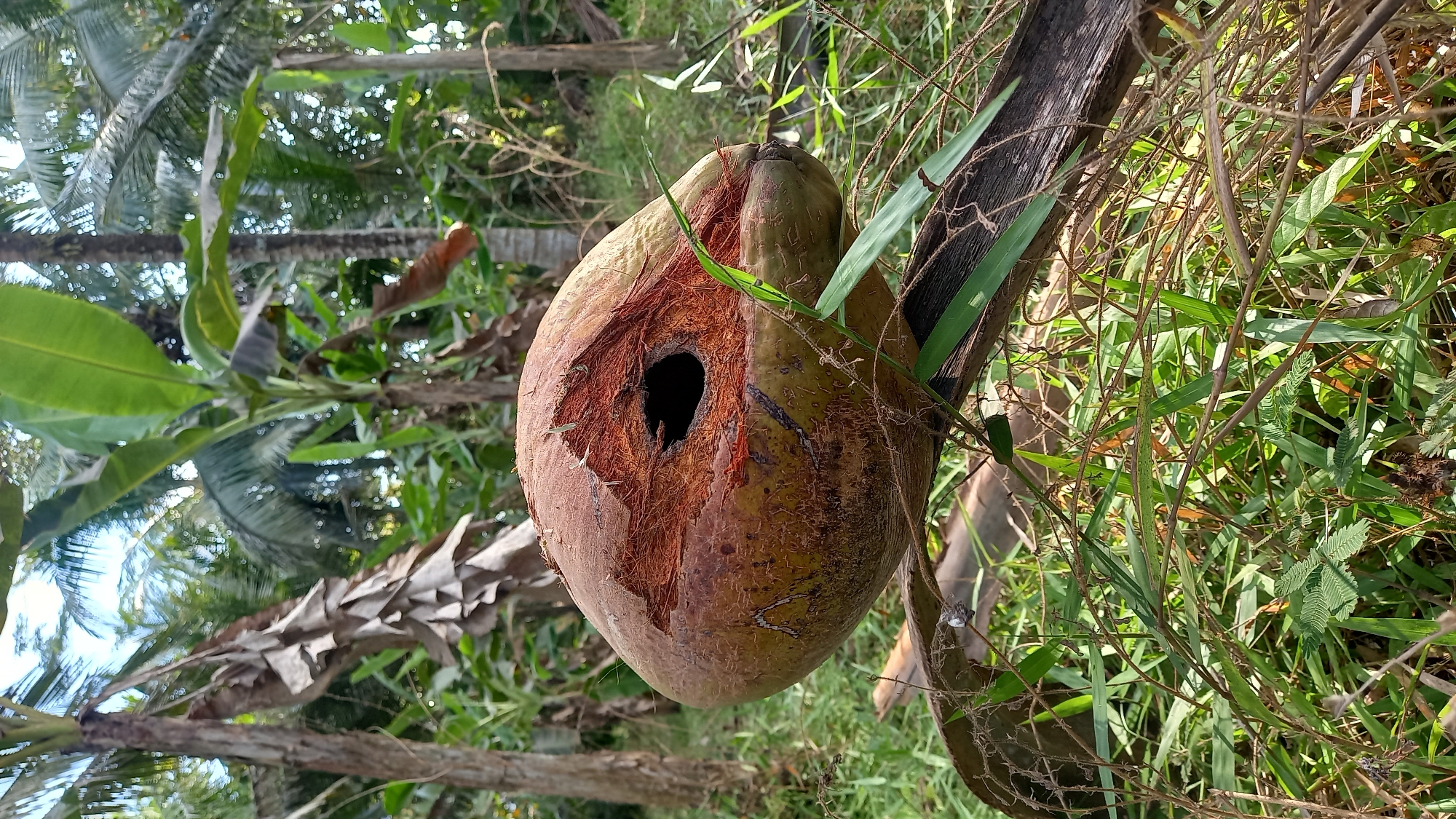 In Sidamulya, Indonesia, a damaged coconut rests on a weathered wooden branch amidst lush green foliage and tall trees. The coconut, partially de-husked, reveals its fibrous interior and a dark, hollow cavity where its eyes would be. The surrounding environment is a tropical landscape with mature banana trees and palm trees, suggesting a rural or natural setting. The lighting indicates it is daytime.