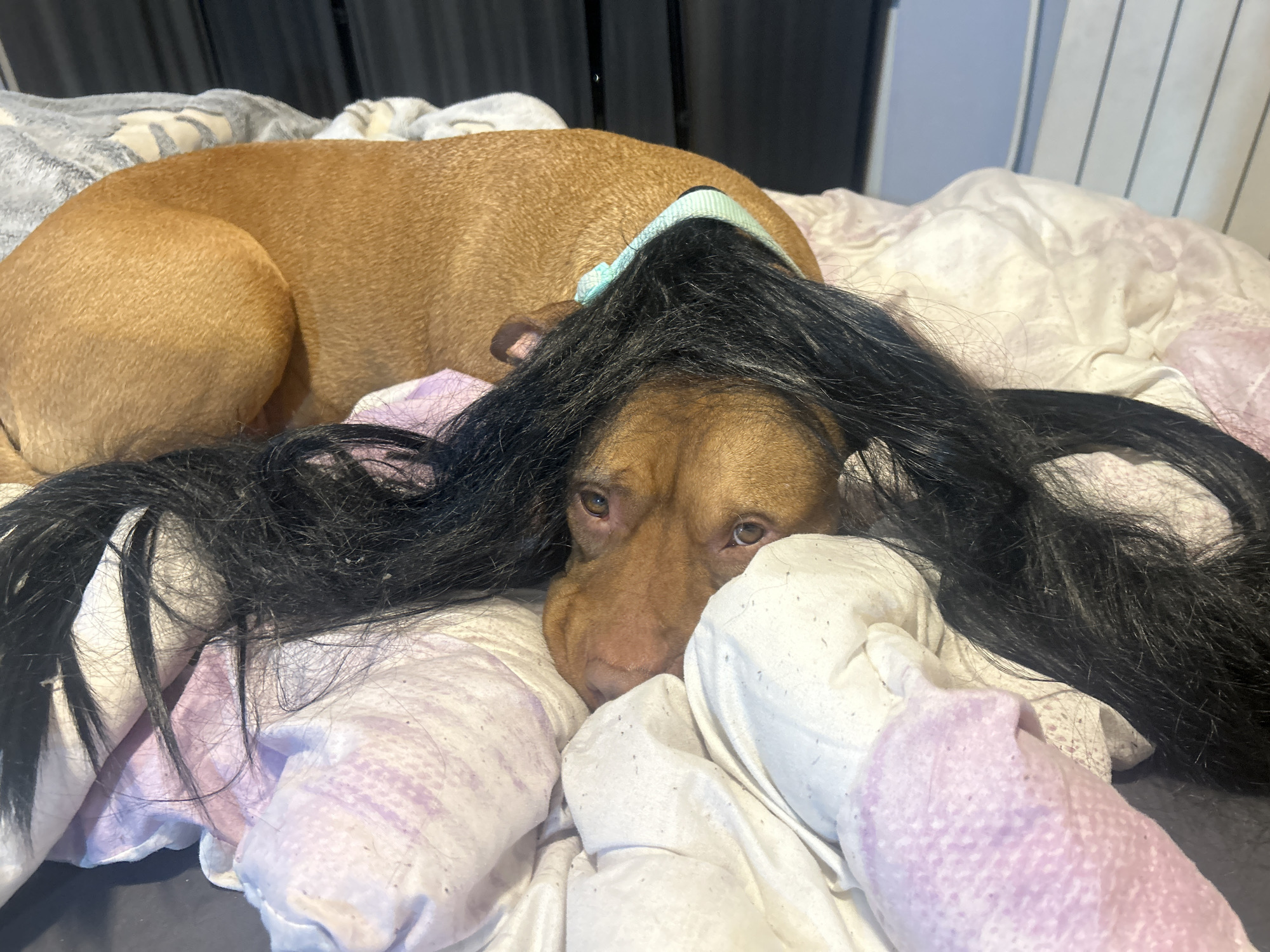 A brown dog with a light blue collar is lying on a bed covered in white and purple bedding. A long, black wig is draped over the dog's head, partially obscuring its face. The dog is resting its head on the bedding. A grey and white patterned blanket is visible behind the dog. The background is blurred, but a black curtain and a white vertical panel are discernible. The location is not specified, and no city is provided.