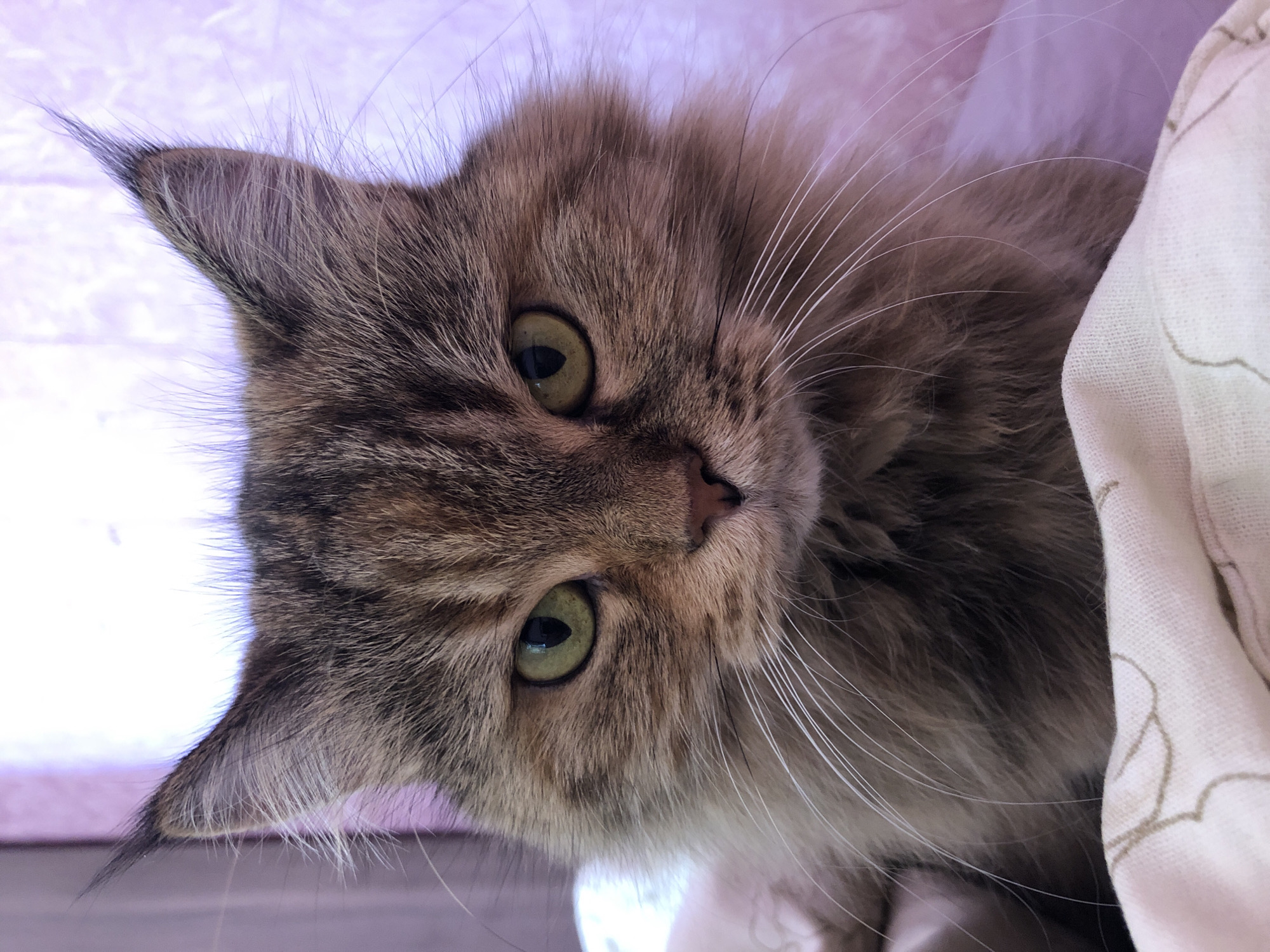 The image is a close-up, head-on, eye-level shot of a long-haired tabby cat. The cat has green eyes and appears to be looking directly at the camera with a stern expression. Its fur is a mix of brown, black, and tan tabby markings. The cat has prominent ear tufts and long white whiskers. It is positioned in the foreground, resting on a light-colored fabric with a faint patterned design. The background is out of focus and appears to be a soft, blurred pinkish-purple color. The lighting suggests it is indoors, possibly near a window. There is no indication of a specific location in a city.