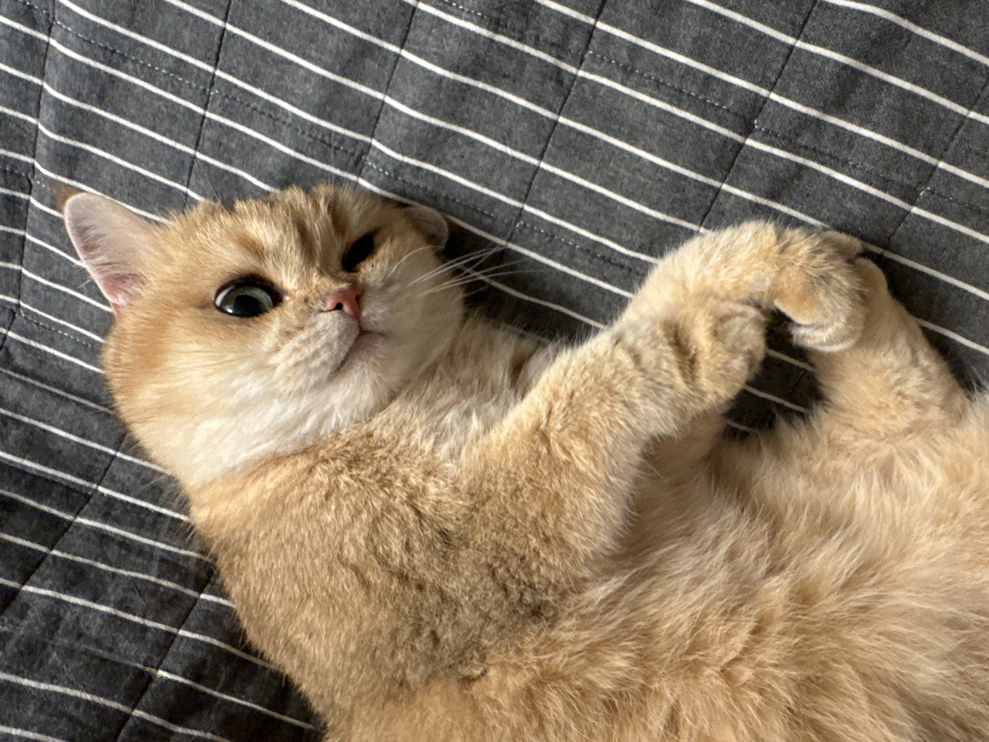 A fluffy, golden-furred cat is lying on its back on a dark grey fabric with thin white horizontal stripes. The cat occupies the lower left to center portion of the image. Its head is tilted slightly upwards and to the right, with large, wide-open greenish-yellow eyes that appear curious or playful. One ear is visible, pointed slightly upwards. The cat has a pink nose and visible whiskers. Its front paws are curled together over its chest/belly, suggesting a relaxed or playful posture. The background fabric appears to be a blanket, duvet, or upholstery, indicating an indoor setting. The lighting suggests daytime. There is no visible text. The scene is located in Odintsovo, Russia.