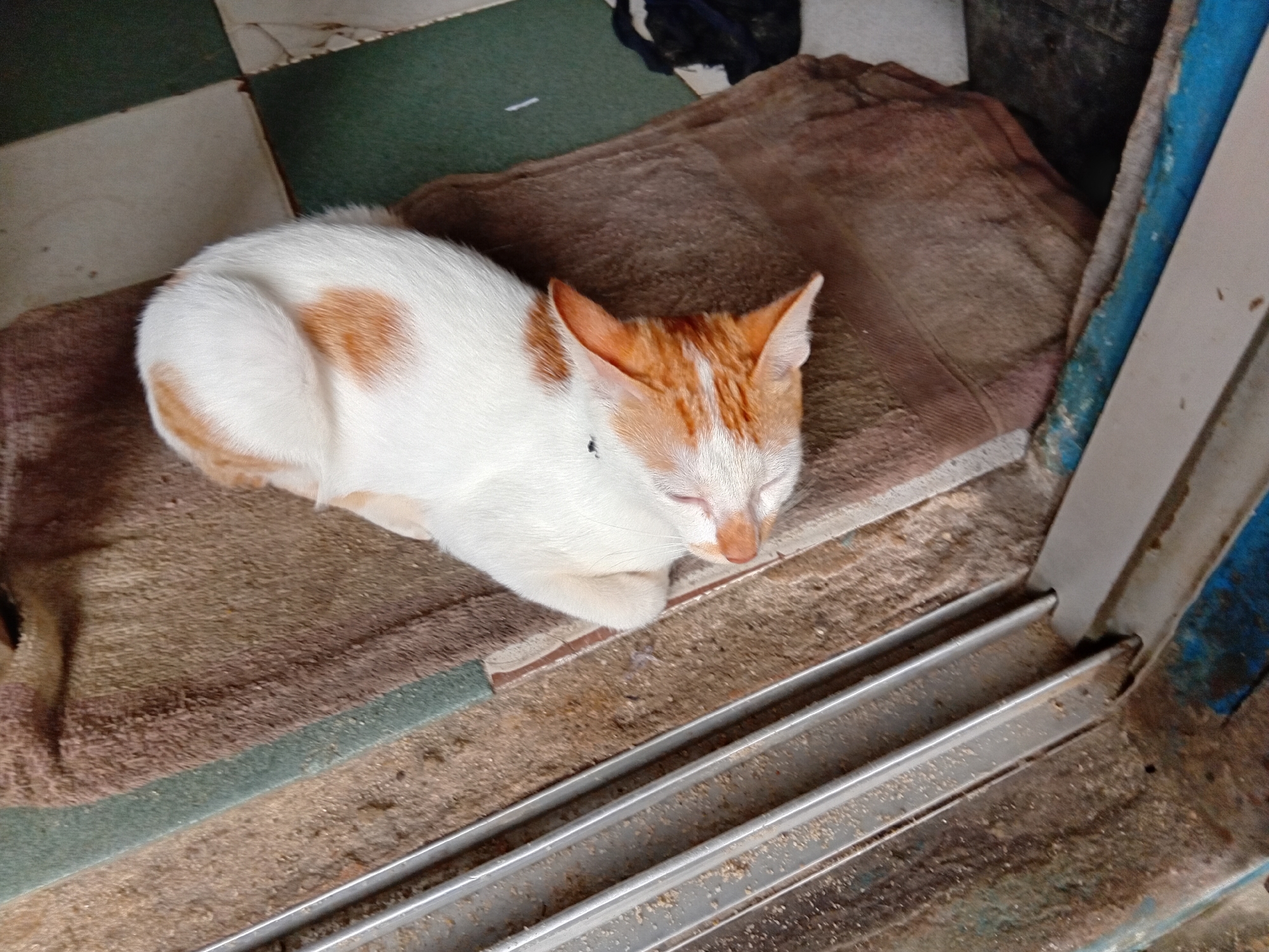 An orange and white cat is sleeping on a brown blanket. The cat is curled up with its head resting on its paws. The blanket is placed on a tiled floor, with some green tiles visible. The scene appears to be outdoors, possibly in an alleyway or on a porch, given the presence of what looks like a metal sliding door track in the foreground and what appears to be dirt and debris on the ground. The lighting suggests it is daytime.