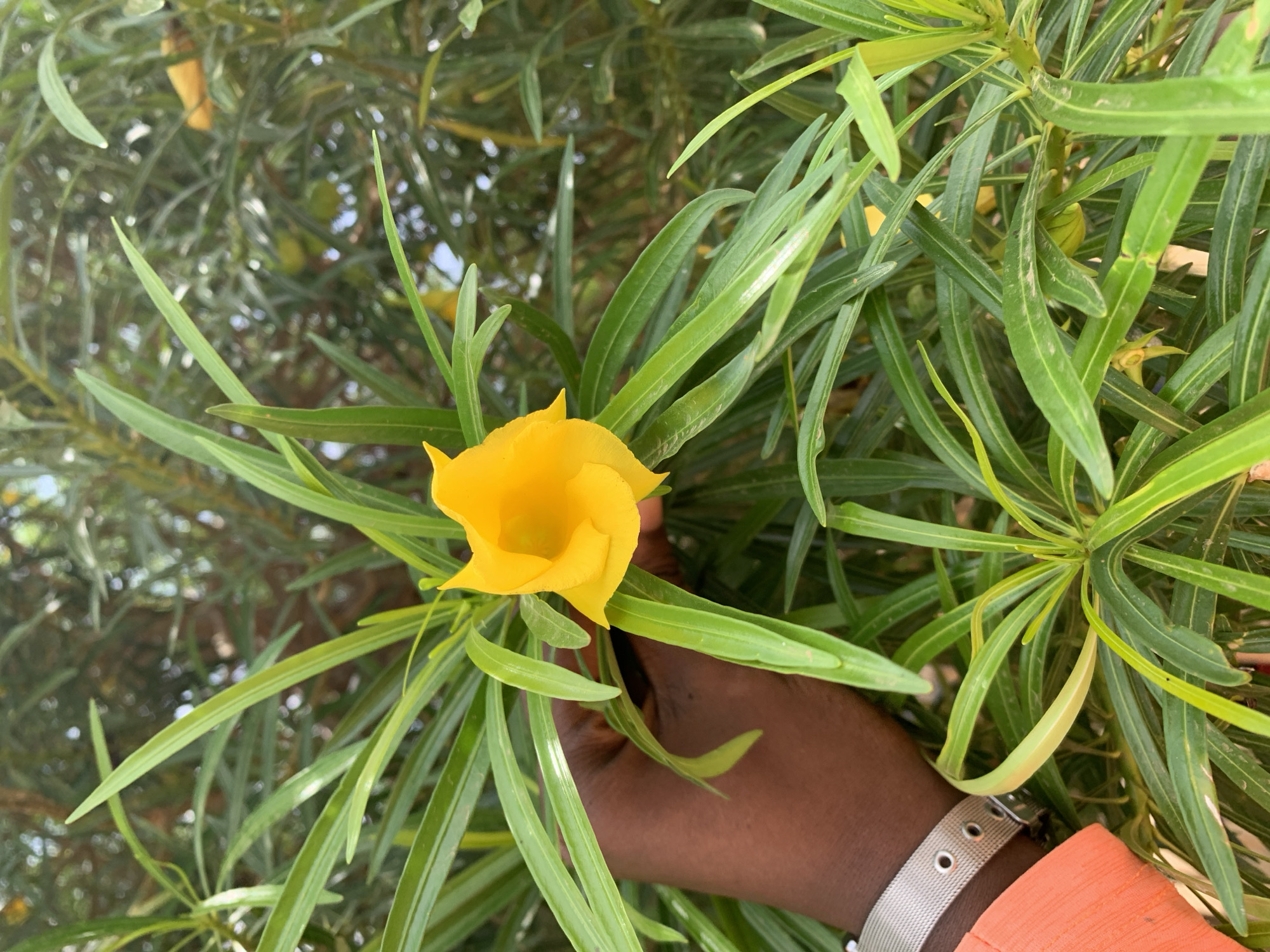 A close-up shot features a bright yellow flower, likely a cascabela thevetia (yellow oleander), surrounded by long, thin green leaves. The flower is centrally located in the frame, and a dark-skinned hand is partially visible near the flower, suggesting someone is holding or interacting with the plant. A silver wristwatch adorns the wrist, and an orange sleeve is also visible. The backdrop is filled with additional green foliage, slightly out of focus. The location is Rafin Par, Nigeria.