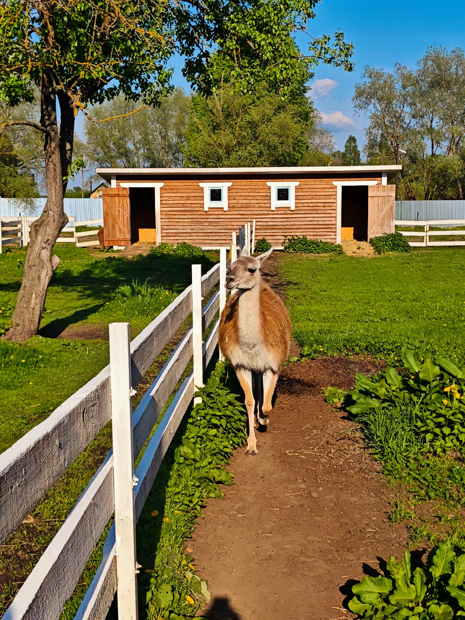 The image shows a guanaco walking along a dirt path in what appears to be a rural setting. The guanaco is in the foreground, heading towards the viewer. The path is bordered on the left by a white wooden fence and on the right by various green plants and grass. In the background, there is a brown wooden building with two doors, both open, and two small square windows. Behind the building, a blue fence can be seen, along with trees and a blue sky with some clouds. To the left of the path is a tree. The scene suggests a farm or zoo environment. The location Луговой, Russia is not evident from the image.