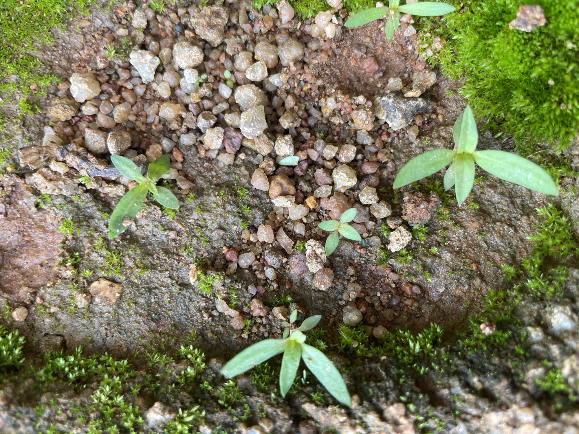 The media file is a close-up, top-down view of a patch of ground in Jos, Nigeria. The ground is a mixture of soil, small pebbles, and lush green moss. Several small, young plants with pale green leaves are emerging from the soil, interspersed with the moss and stones. The lighting suggests it is daytime, likely with overcast or diffused sunlight, as there are no harsh shadows. The scene is natural and rustic, hinting at a damp environment due to the presence of moss. There is no visible text in the image.