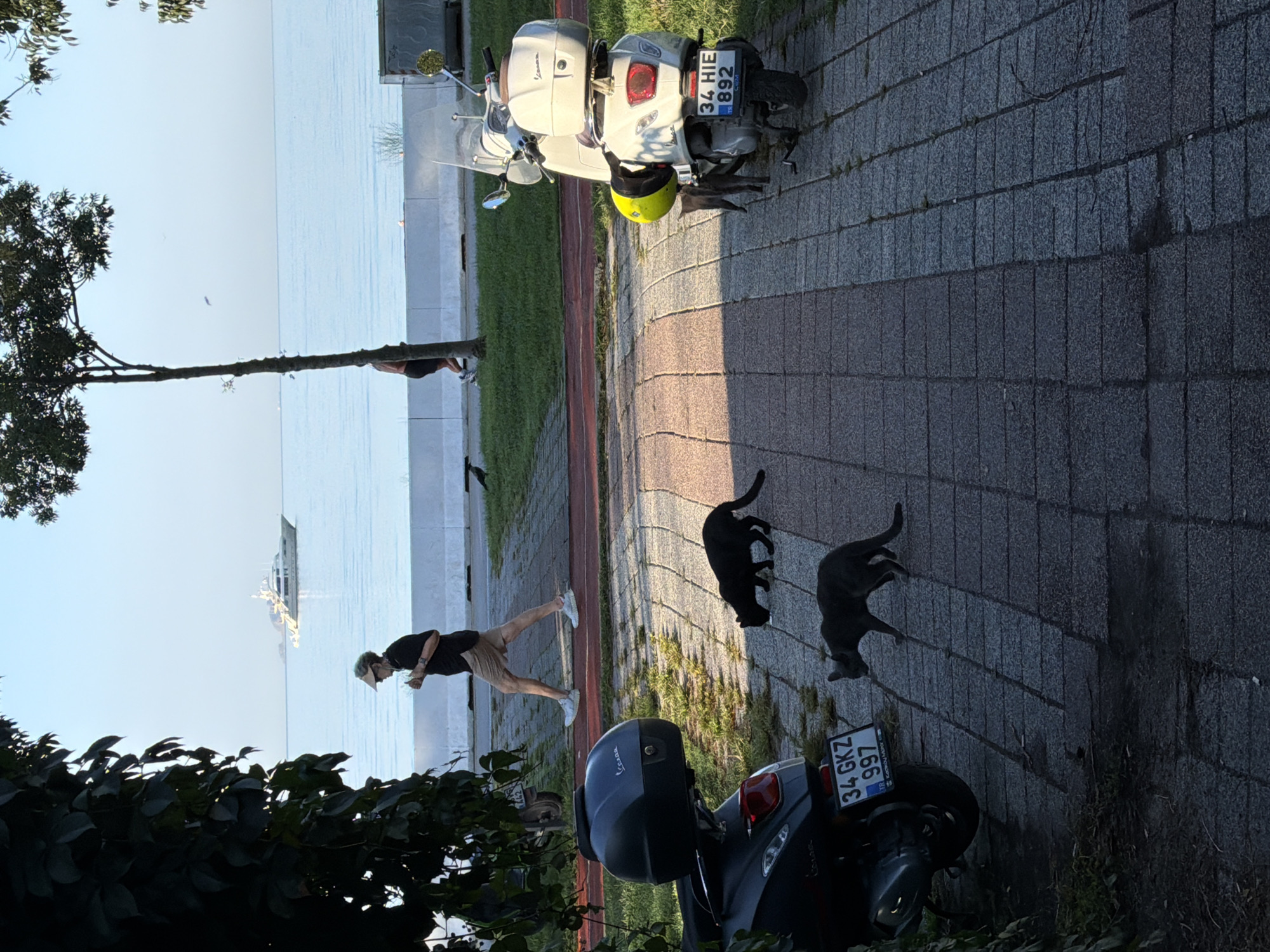 A man walks on a paved path by the sea in Kadıköy, Turkey. He is wearing a black t-shirt, beige shorts, white sneakers, and a beige cap. Behind him, a white Vespa scooter is parked on the paved path. In front of the scooter, a black cat is drinking from a white bowl on the ground. Further ahead on the path, a grey cat is walking. In the background, a large white yacht is visible on the calm blue sea. The sky is clear and blue. A tree with green leaves is to the left of the frame, partially obscuring the view of the man.
