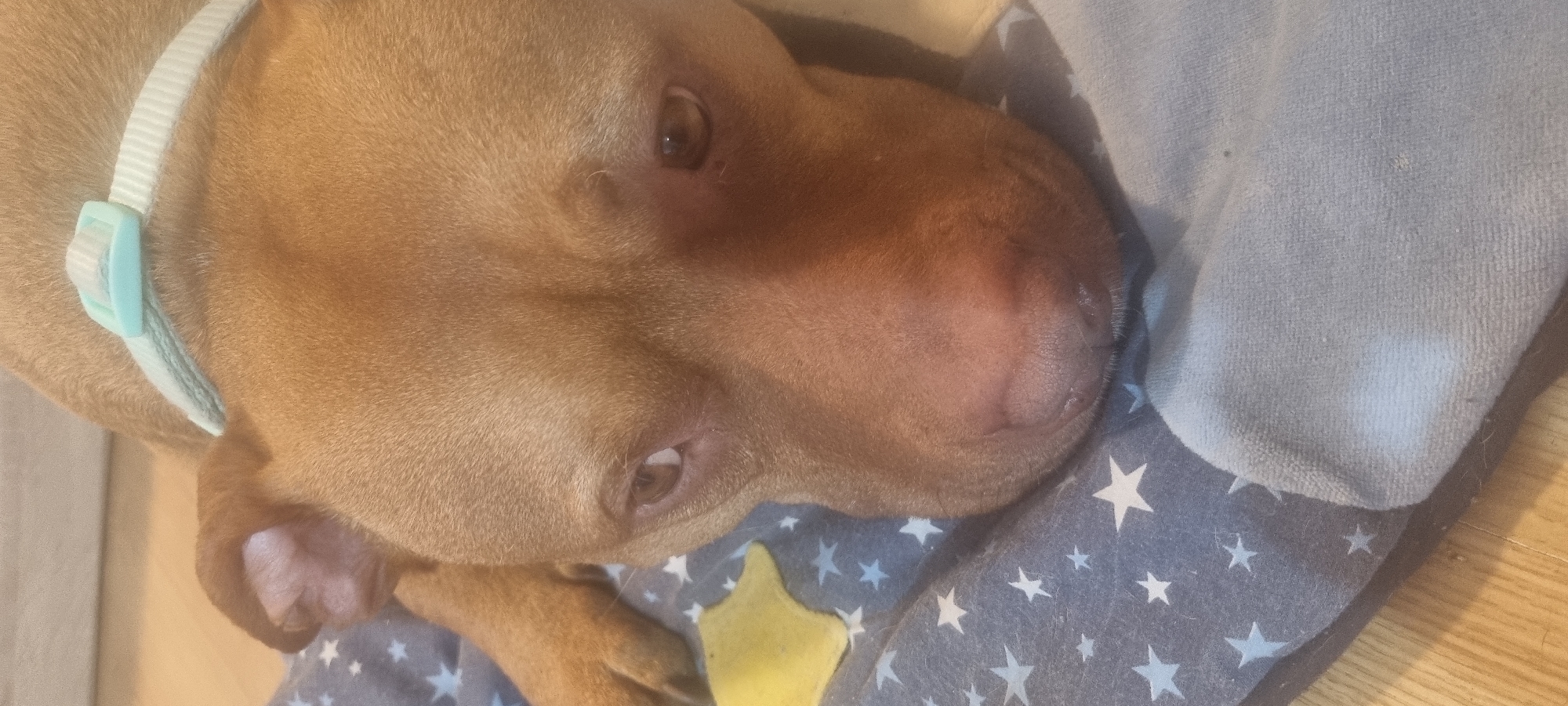 A close-up, high-angle shot captures a light brown, short-haired dog resting indoors. The dog, possibly a pit bull type, has a smooth coat and brown eyes, one of which looks directly towards the viewer from the lower left while the other is visible in the upper right. Its head is tilted, showing a pinkish-brown nose. A light blue or teal collar with a matching buckle is secured around its neck.
The dog is nestled on soft bedding. One part of the bedding is a dark gray fabric adorned with numerous white stars, while another section is a plain, light gray, soft-textured material. A bright yellow, star-shaped object, possibly a toy or decorative element, is partially visible on the star-patterned fabric near the dog's lower jaw. The background reveals a hint of light-colored wooden or laminate flooring on the right and bottom edges, suggesting an indoor home environment. The lighting is soft and consistent, offering no specific clues about the time of day. No text is visible in the image.