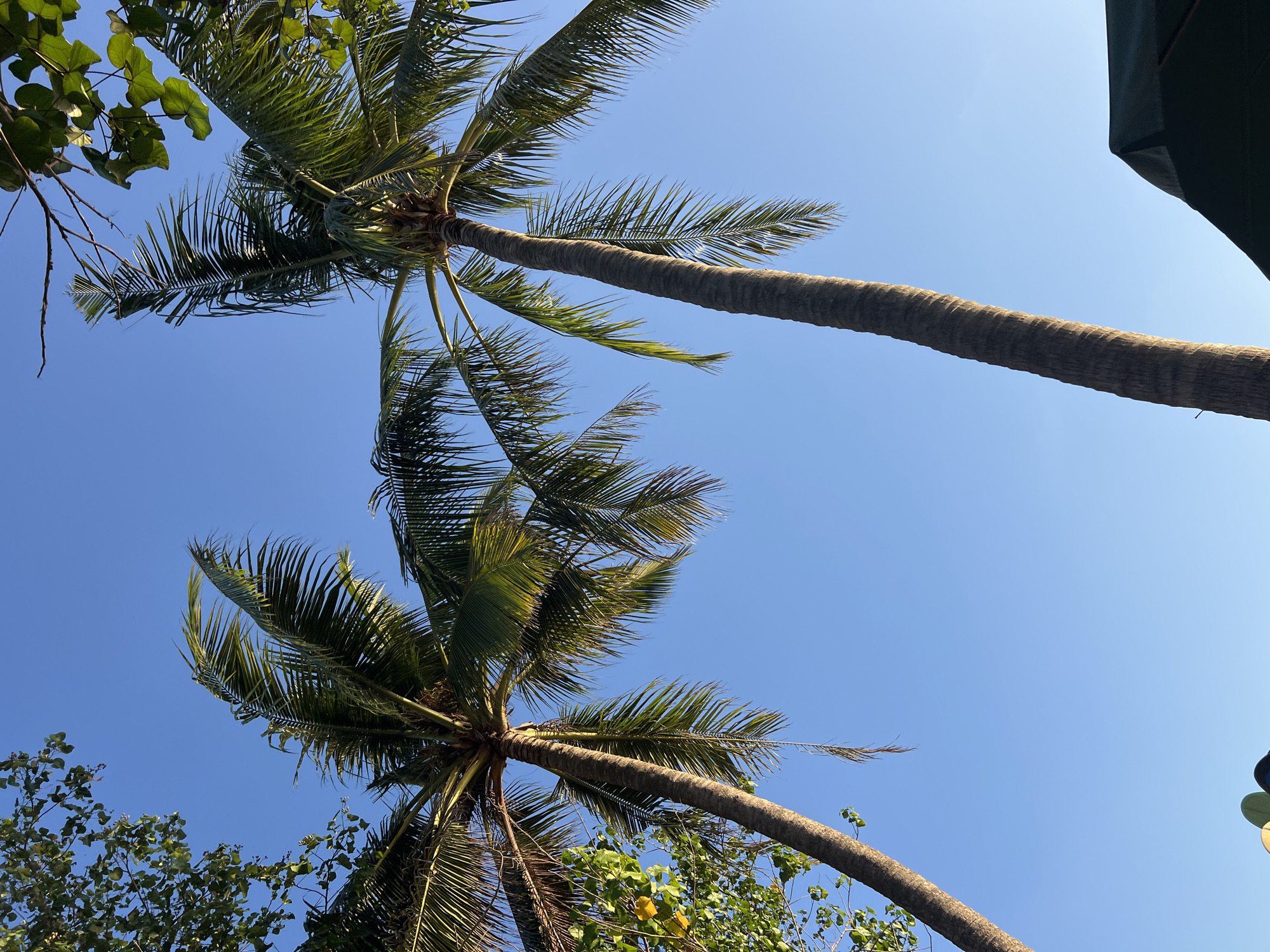 The image captures a clear blue sky with two tall palm trees reaching upwards. The palm on the right is closer to the viewer and dominates the center-right of the frame, with its trunk textured and its fronds fanning out. The palm on the left is positioned slightly further away and to the left, also showing its textured trunk and green fronds. In the upper left corner, the leaves of another tree are visible, adding a touch of greenery against the sky. Towards the bottom right, a dark green umbrella is partially visible, suggesting an outdoor setting. The lighting indicates it is daytime, with sunlight illuminating the scene and casting subtle shadows. The location is Kuta, Indonesia.