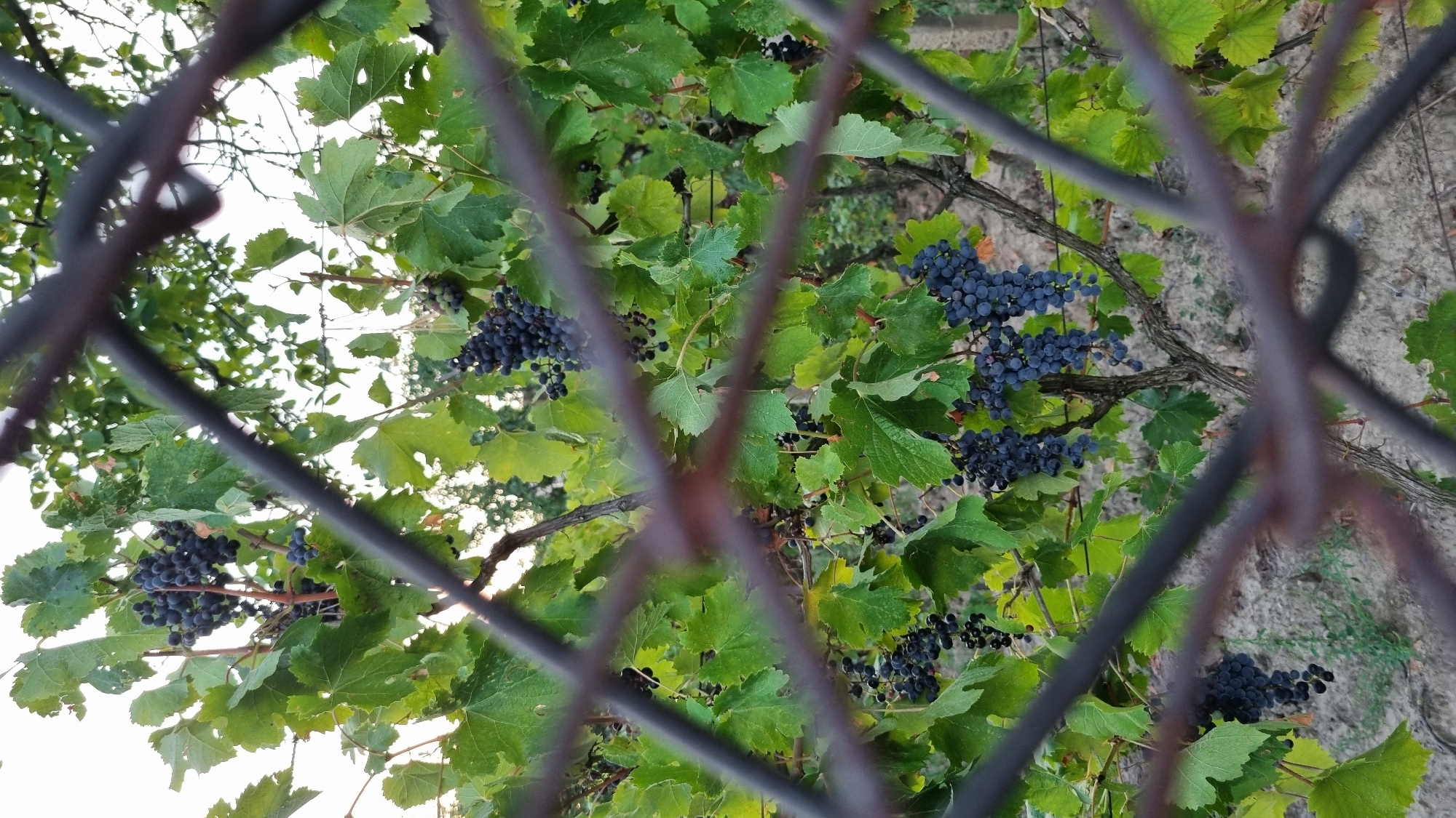 The image shows a close-up view of a grapevine through a wire fence. Several bunches of dark purple grapes hang from the vine amidst lush green leaves. The background consists of more foliage and what appears to be the sky. The lighting suggests it is daytime, possibly late afternoon or early morning, given the soft light. The location is identified as Berehove, Ukraine.