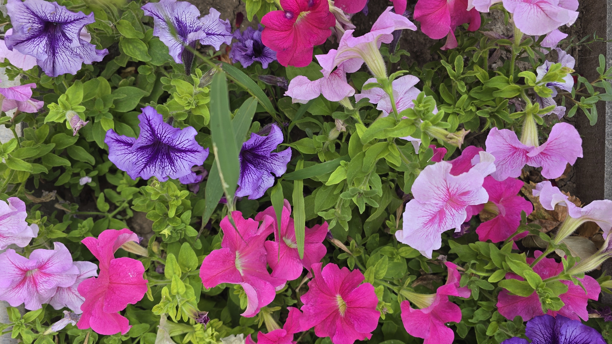 A close-up, overhead shot captures a dense patch of vibrant petunias in various shades of pink, purple, and magenta, intermingled with lush green foliage. The flowers display their trumpet-shaped petals, some with intricate dark veining. The background is a soft blur of more greenery and the texture of the earth. The scene is a naturalistic planting, likely a garden bed or planter in a park or residential area. The image does not contain any people or indicate specific city landmarks, but the provided context suggests this is a floral display in Tairove, Ukraine.