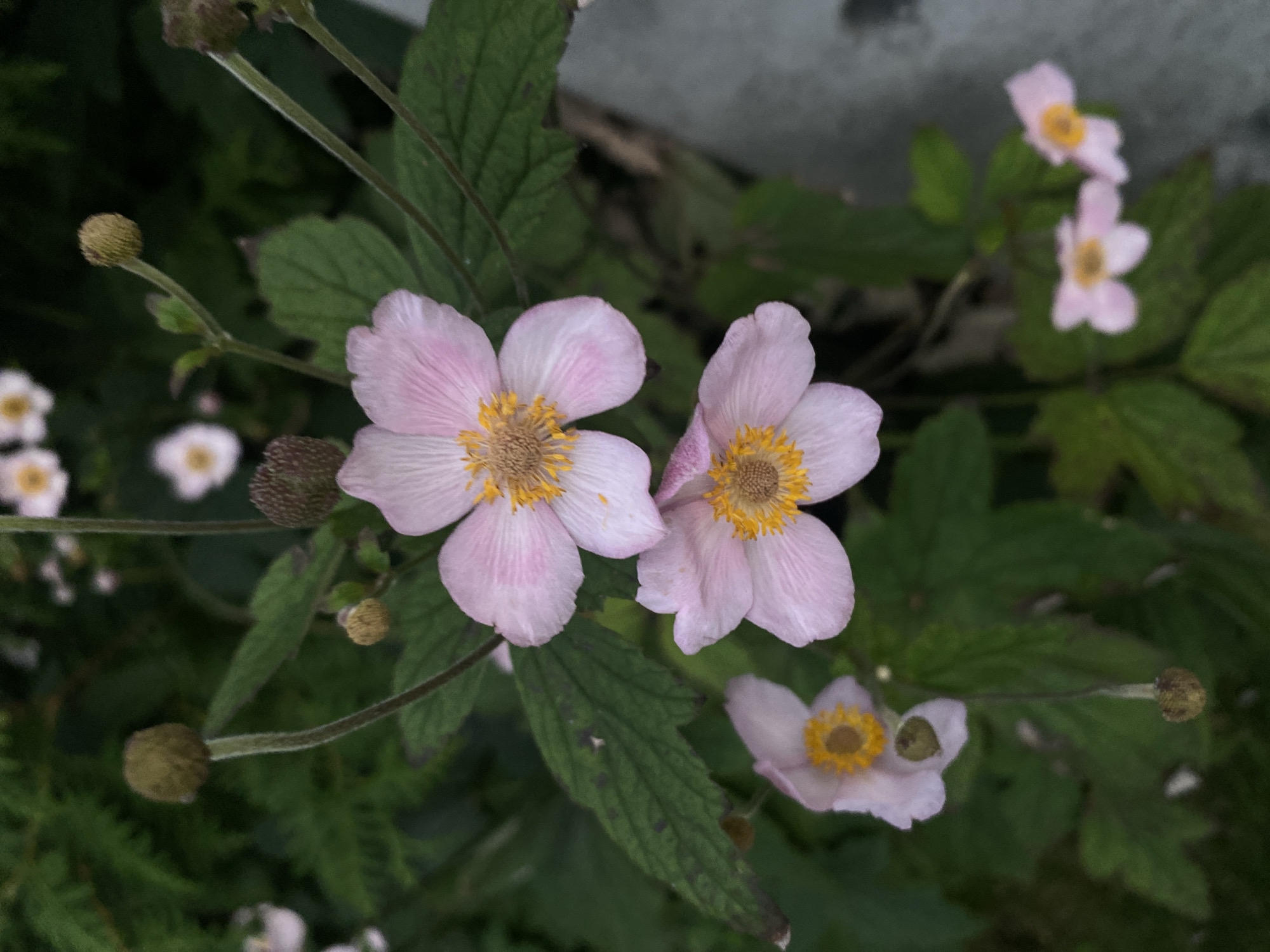 The image shows a close-up view of several pink and white Japanese anemone flowers with yellow centers, surrounded by dark green foliage and buds. The flowers are in various stages of bloom, with some fully open and others still developing. The background is blurred, suggesting a shallow depth of field. The overall impression is one of natural beauty and delicate detail. The scene is likely in a garden or park within the city of Nowy Sącz, Poland, given the context provided. There are no people or discernible actions in the image. The environment appears to be outdoors, with natural lighting.