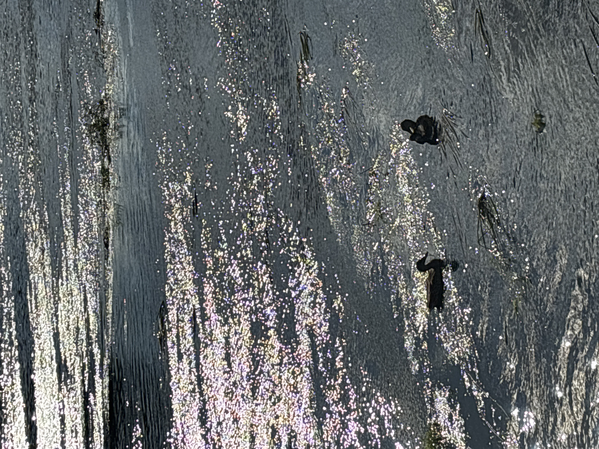 The image shows two ducks swimming in a body of water that is reflecting sunlight, creating a sparkling effect. The water appears to be a river or stream. One duck is on the left side of the image, and the other is on the right, slightly further back. There are some plants or debris visible in the water. The overall impression is a natural scene with wildlife. The provided context of Zvenigorod, Russia, suggests this could be a local river or park area.