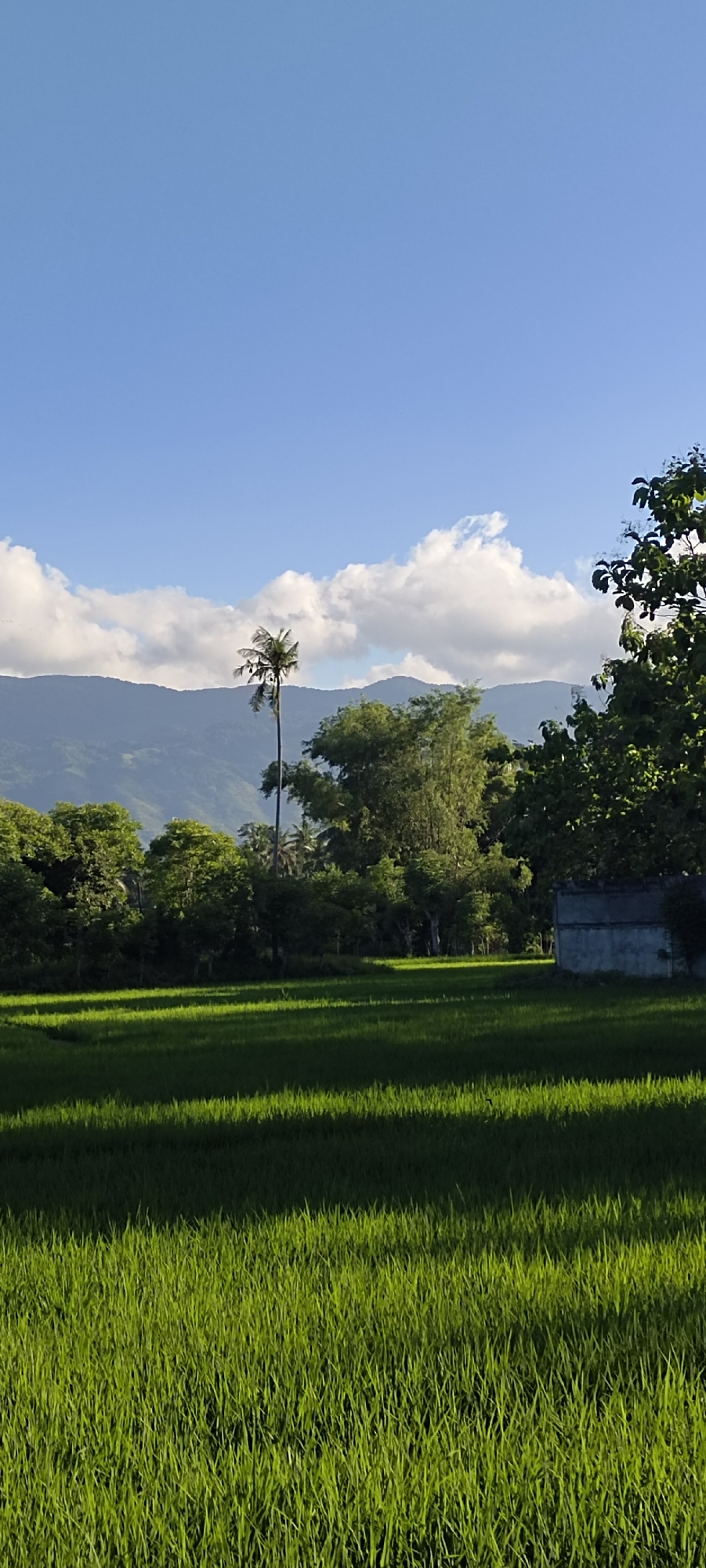 The image depicts a serene rural landscape with a prominent green rice paddy in the foreground. In the midground, a line of trees separates the paddy from a backdrop of rolling mountains under a bright blue sky dotted with white clouds. A tall, slender palm tree stands out amongst the foliage. To the far right, a simple, weathered concrete structure is partially visible. The scene suggests a tranquil, agricultural environment, likely located in the area of Reuhattuha, Indonesia, given the typical vegetation and mountainous terrain associated with such regions in Southeast Asia. The lighting indicates it is likely late afternoon or early morning, with long shadows cast across the field. There are no people or animals visible in the frame.