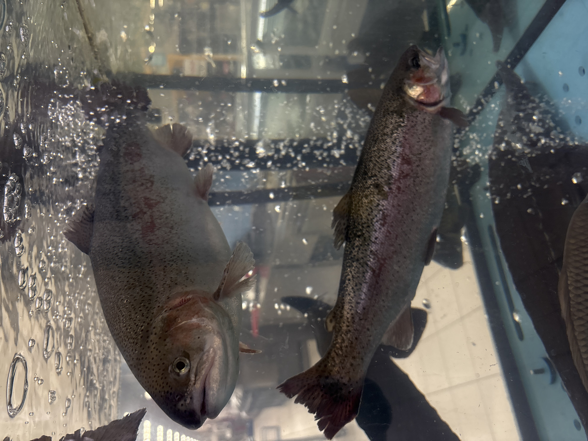 The image shows two dead rainbow trout suspended in a glass tank filled with water. The trout are positioned vertically, with one on the left side of the frame facing downwards and the other on the right side of the frame facing upwards. There are many bubbles within the tank. In the lower right corner is a dark gray or black fish that appears to be alive. The location is an unknown city in Russia, but not the city of Perm.