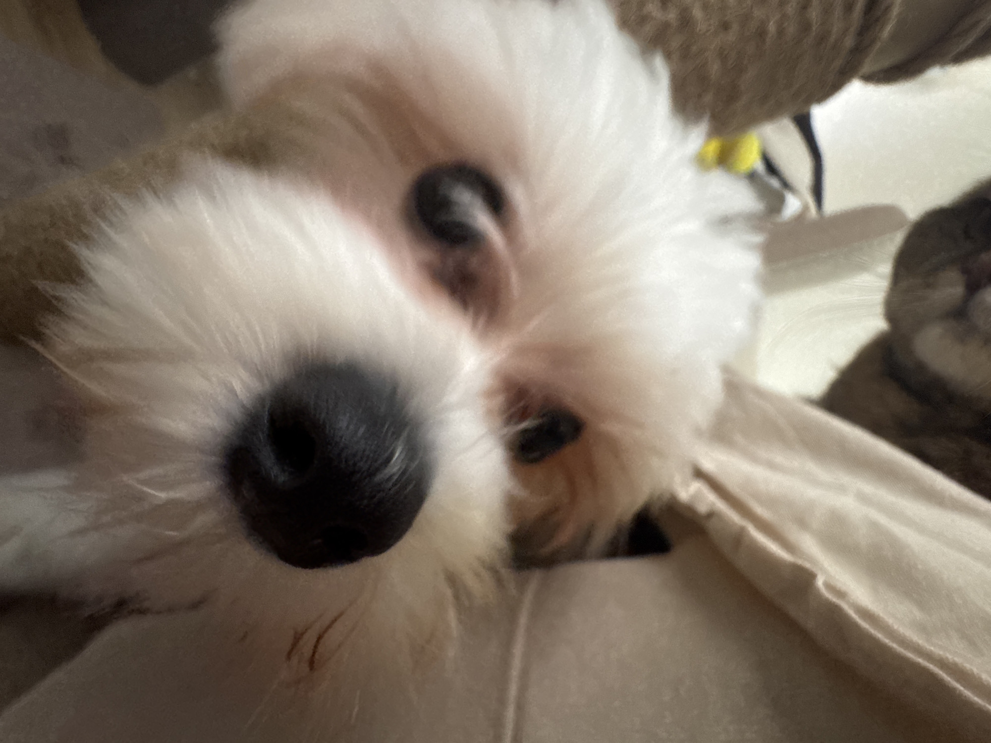 The image shows a close-up of a white dog's face, with its head resting on a light-colored fabric surface. The dog's eyes are visible, along with its black nose. The background is blurred and shows hints of other objects, possibly furniture or other pets. There is no discernible location in the city of Mikhaylovsk, Russia. The image does not depict any actions or interactions between people.