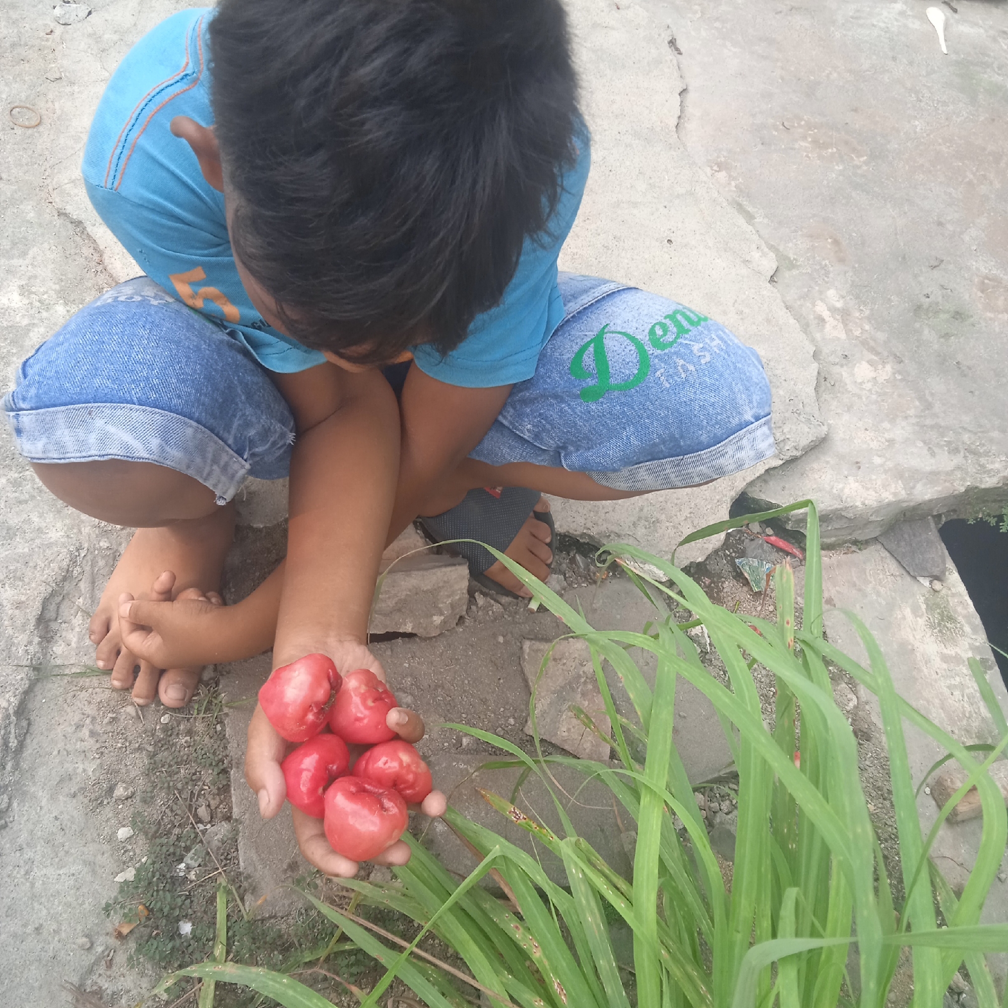 A child crouches on a concrete surface in what appears to be Situterate, Indonesia, holding a handful of red, bell-shaped fruits. The child wears a blue t-shirt and denim shorts with the word "DEN" visible on the left leg. Their feet are bare and resting on the ground. Green grass grows to the right of the frame, partially obscuring a concrete channel or drain. The concrete surface is cracked and uneven, with small stones and patches of dirt visible. The scene is captured from a high-angle perspective.