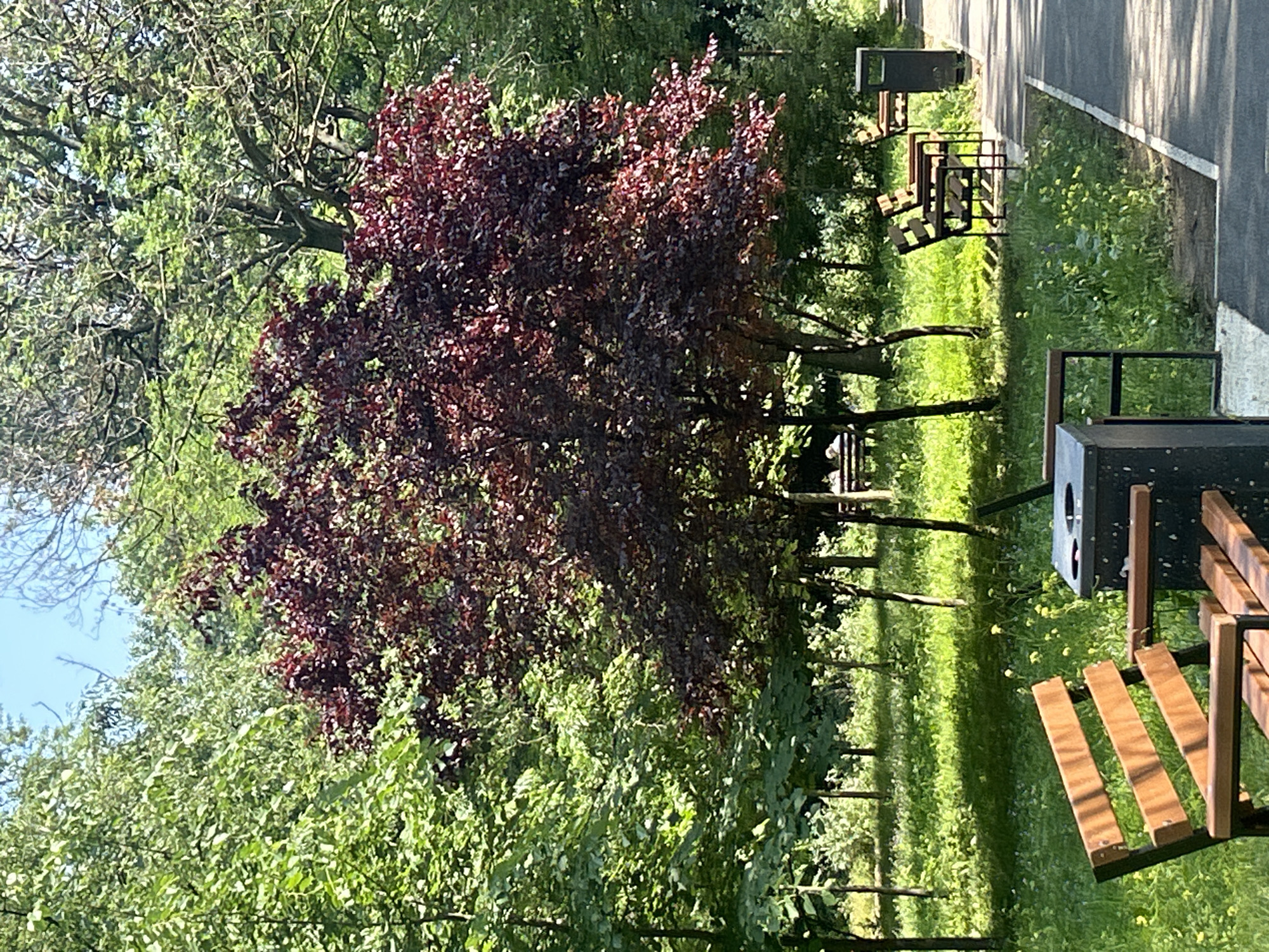 An outdoor scene captures a park or green space under bright daylight. A prominent tree with dense, dark red or purple foliage stands in the mid-ground, surrounded by numerous other trees with vibrant green leaves. Some bare branches of larger trees are visible in the upper-left, with patches of clear blue sky peeking through the canopy.
To the right, a paved walkway or path stretches into the distance, bordered by green grass. Several park benches with wooden slats and dark metal frames are positioned along the path, suggesting areas for rest. A dark waste bin is visible in the foreground near one bench, and another further back.
The sun appears to be shining from the left, casting distinct shadows of the trees and benches onto the grass and path, indicating it is daytime, likely late morning or afternoon. The overall atmosphere is peaceful and natural, devoid of people or specific activities. There is no visible text or identifiable landmarks within the image itself to pinpoint a precise location.