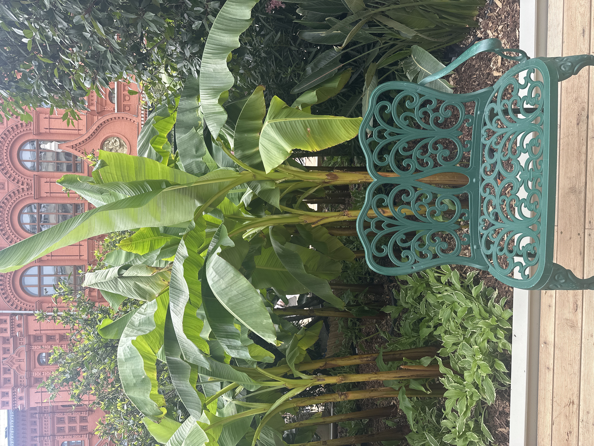 An ornate, dark teal metal bench with a scrolled back and seat sits on a wooden deck in front of a lush garden area. The garden features several tall banana trees with large, green leaves, as well as other leafy green plants and mulch on the ground. In the background, a detailed red brick building with arched windows and decorative elements is visible. The scene is outdoors, likely in a city setting, with no people present.