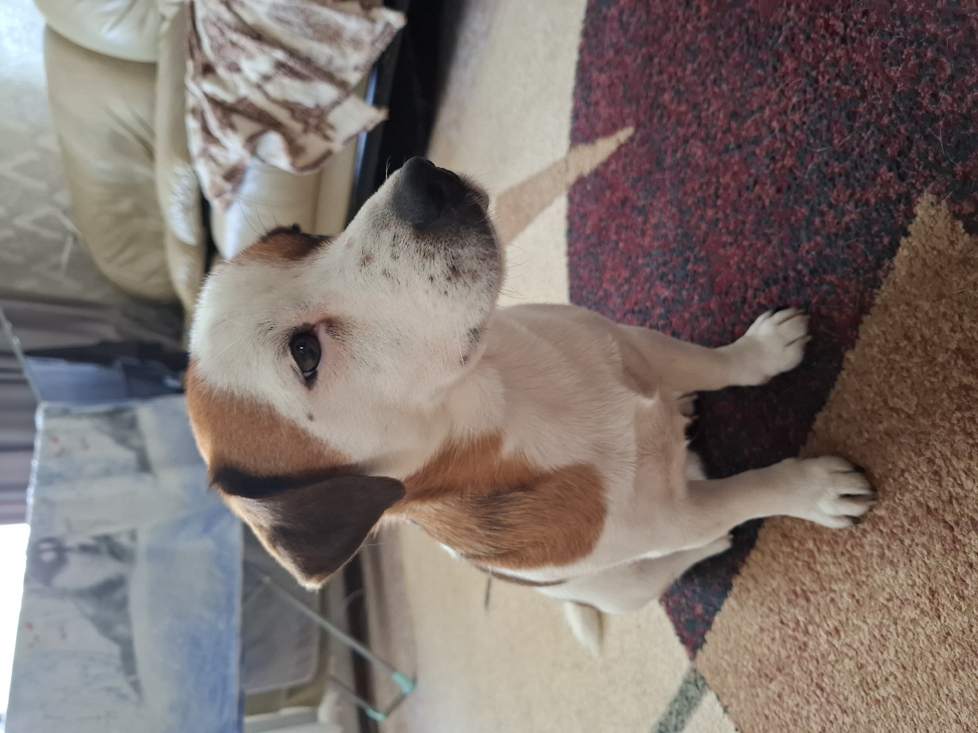 A Jack Russell Terrier dog is sitting on a carpeted floor, looking to the right. The dog has white fur with brown markings on its head and back. In the background, there is a beige leather couch with a patterned throw blanket. To the left of the dog, there is a drying rack with a picture hanging on it, and a glimpse of a window and curtain. The environment appears to be an indoor living space. The specific location in the city of Lisakovsk, Kazakhstan, cannot be determined from the image alone.