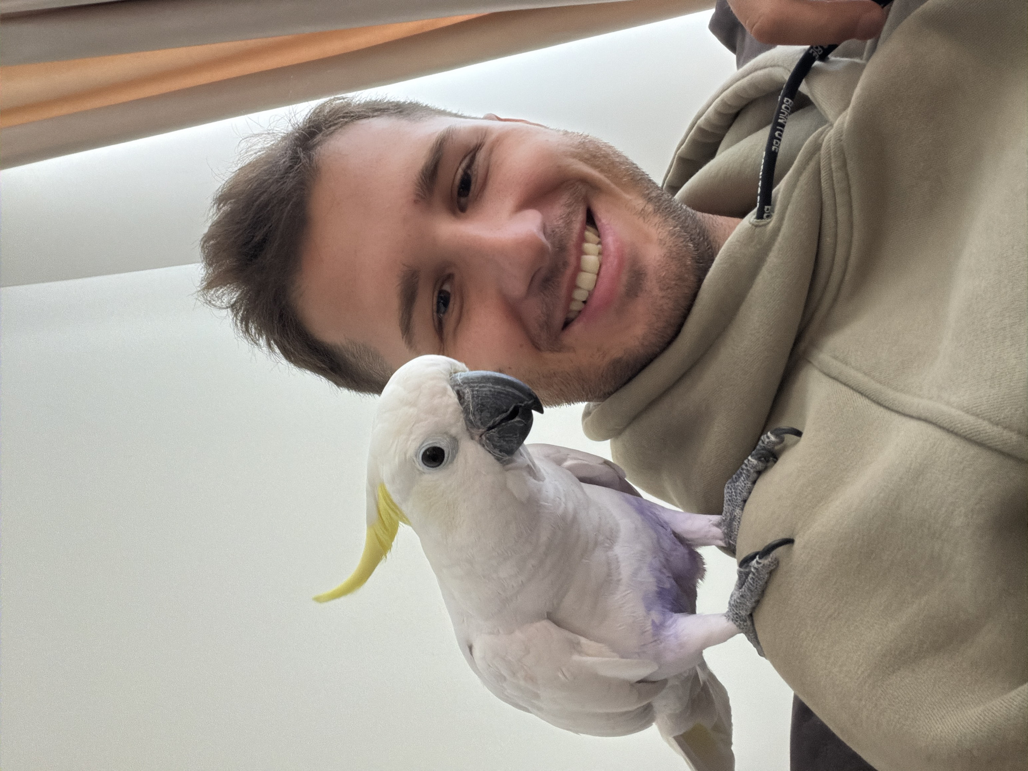 A low-angle selfie shows a man holding a white parrot. The man, who appears to be in his late 20s or early 30s, is fair-skinned and has short brown hair and a beard. He is smiling broadly, displaying his teeth. He is wearing a light-colored hooded sweatshirt. The parrot is predominantly white, with a yellow crest, a dark beak, and patches of purple feathers on its body. Its grey claws are gripping the man's sweatshirt. The background is blurred and indistinct, showing a white wall. There is no evidence in this image to suggest the scene is in the city of Веревское, Russia.
