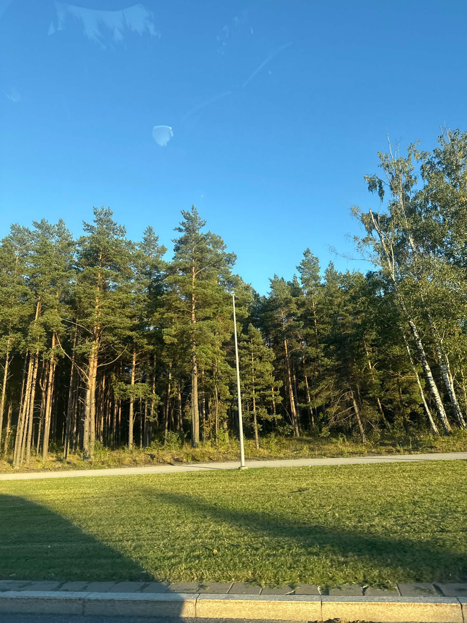 The image captures a scene of a pine forest bordering a grassy area, under a clear blue sky. The trees are tall and densely packed, with a few birch trees mixed in on the right side. A paved path runs along the edge of the forest, separating it from the mowed grass. A concrete curb is visible in the foreground. The lighting suggests it is daytime, with shadows cast on the grass. There are no people or animals present. The image appears to be taken from a vehicle, as indicated by the subtle reflections on the sky. The overall impression is one of a natural, undeveloped area within or on the outskirts of an urban environment. Given the presence of mature pine and birch forests, and the clear sky, this landscape is consistent with areas found in or near Tallinn, Estonia, known for its extensive green spaces and proximity to natural forests.