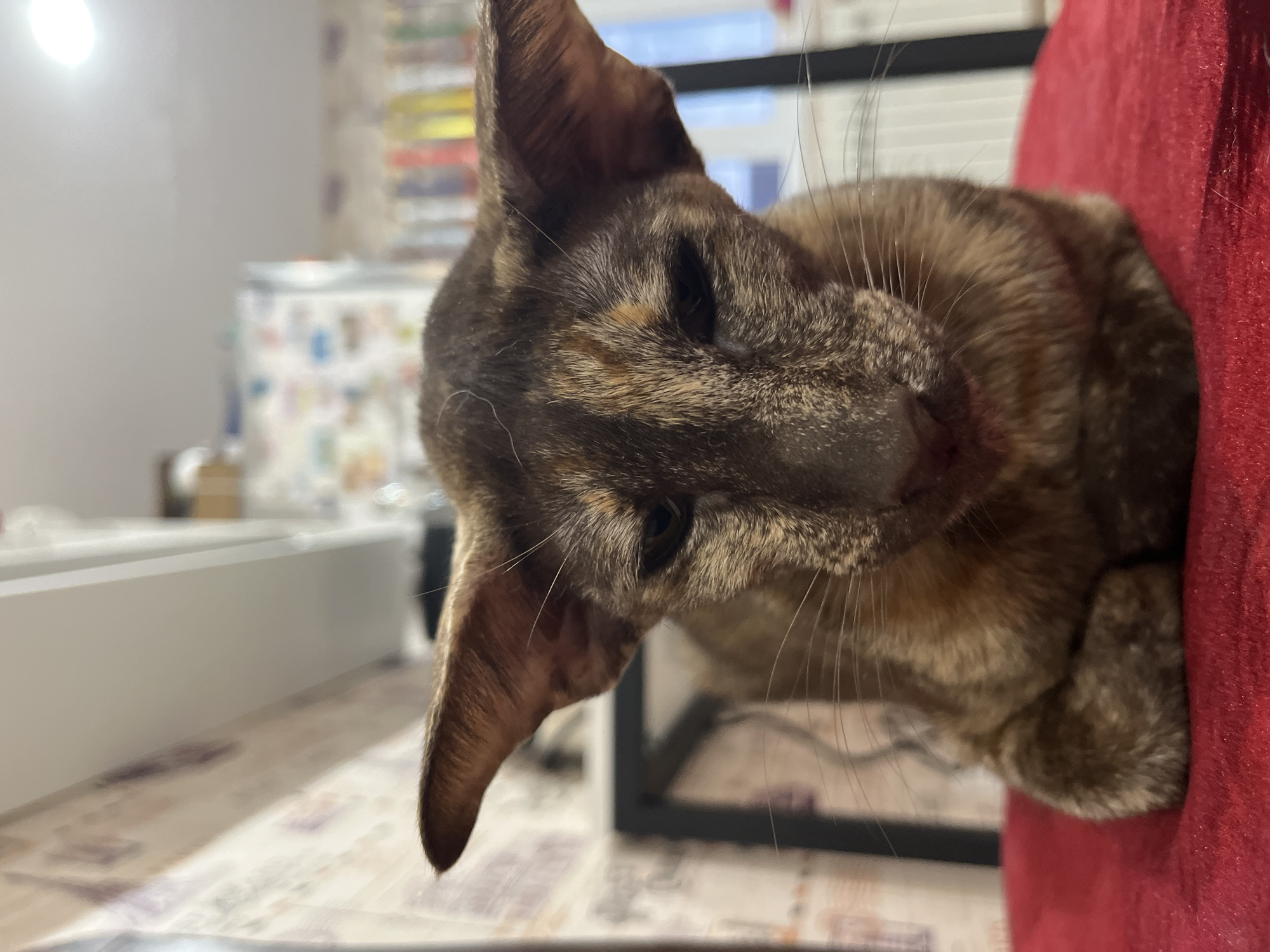 A close-up image shows a tortoiseshell cat with large ears, resting its head on a red fabric surface, possibly a cushion or chair. The cat's head is tilted downwards, and its whiskers are prominent. The background includes a table with a patterned surface, a blurred white object (possibly furniture), and a partially visible shelf or cabinet with various items. It is impossible to determine the location in the city of Chaikovsky, Russia from the image.