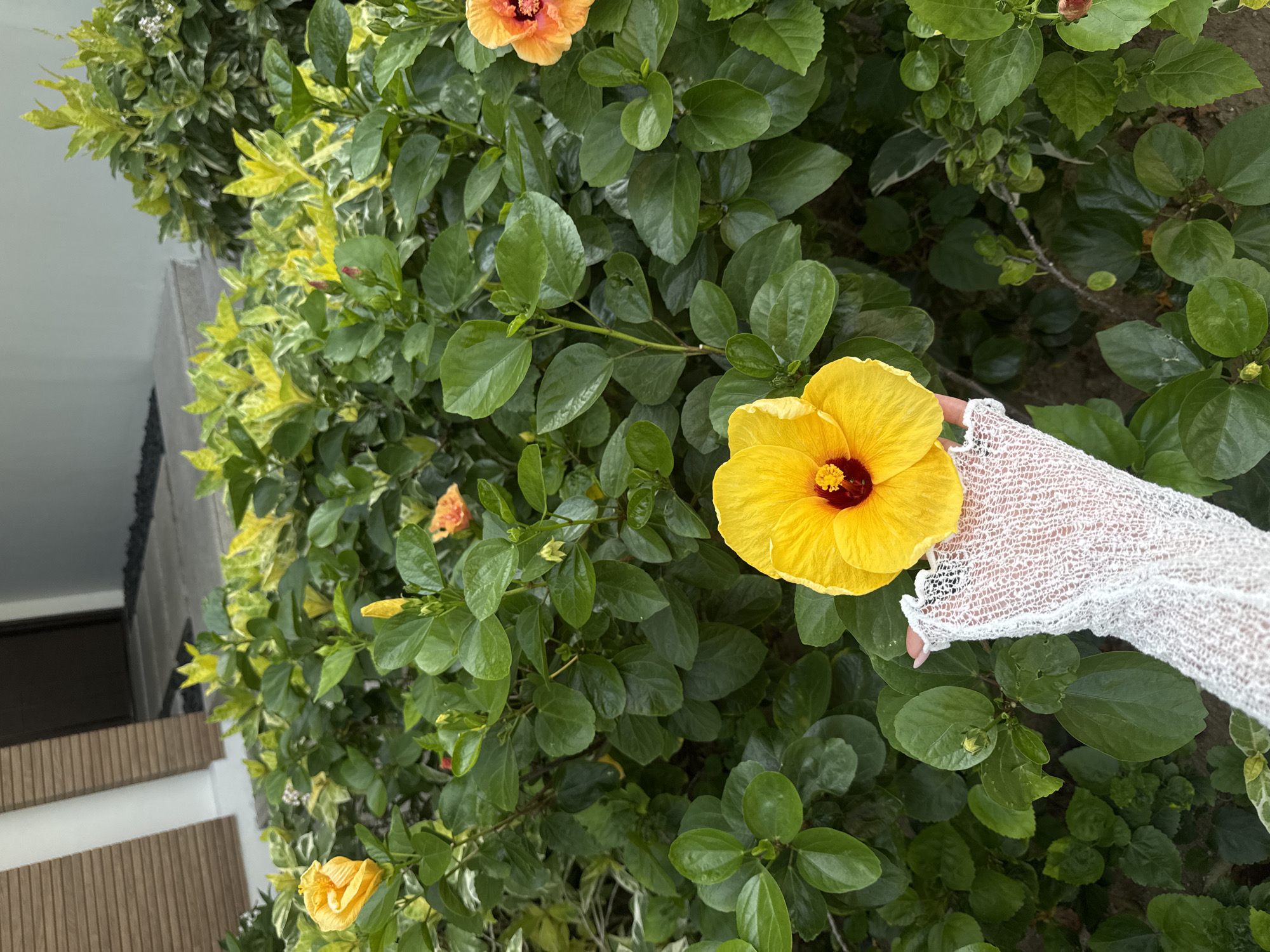 A close-up shot depicts a vibrant yellow hibiscus flower being gently held by a hand adorned with a delicate white lace glove. The flower, the focal point, is surrounded by lush green foliage, with a few other hibiscus flowers of varying colors visible in the background. The scene appears to be set outdoors, possibly in a garden or a tropical area, adjacent to a building with light-colored steps and dark brown patterned paneling. The location is Unknown, Unknown.