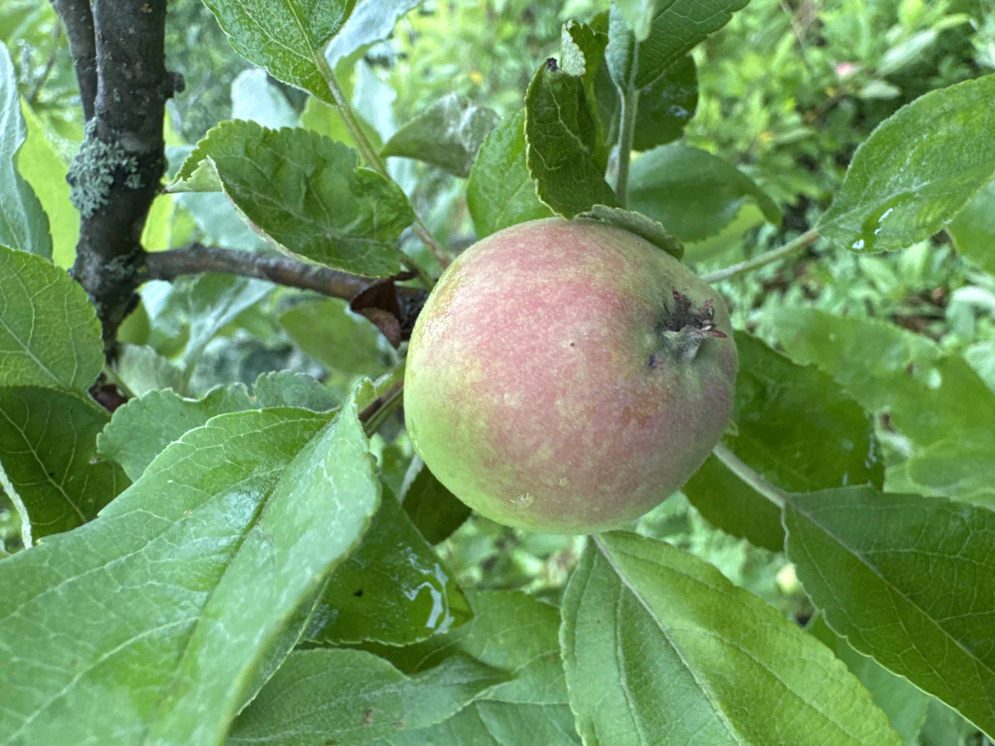 A single unripe apple, predominantly green with patches of pink and red, hangs from a branch surrounded by lush green leaves on an apple tree. The leaves appear wet, suggesting recent rain. In the background, out-of-focus green foliage creates a natural, outdoor environment. The image was captured in Подолино Ст, Russia.