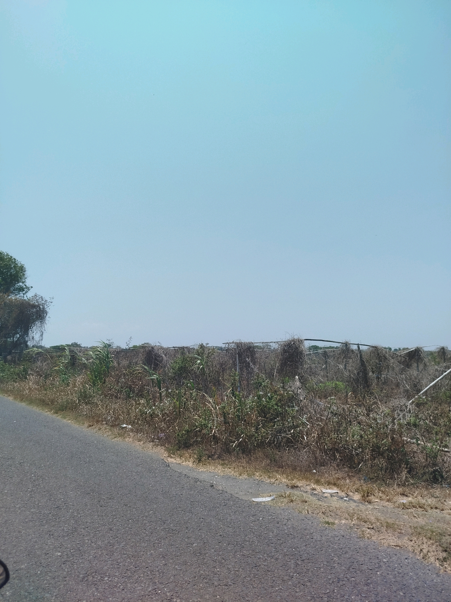 The image shows a dry, overgrown landscape adjacent to an asphalt road. A fence made of wire and posts runs horizontally through the middle ground, covered with dead vines and vegetation. The vegetation on the ground is a mix of dry grass, weeds, and some greener stalks. A tree with sparse foliage is visible on the left side of the image, near the fence. The sky is a clear, pale blue with a slight gradient towards a lighter hue at the top. The road occupies the foreground, with its rough asphalt surface. In the distance, beyond the fence, the landscape appears flat and somewhat obscured by the vegetation. There are no people or animals visible in the scene. The overall impression is one of a rural or undeveloped area, possibly on the outskirts of the city of Setrojenar, Indonesia, characterized by dry vegetation and a simple fence line.