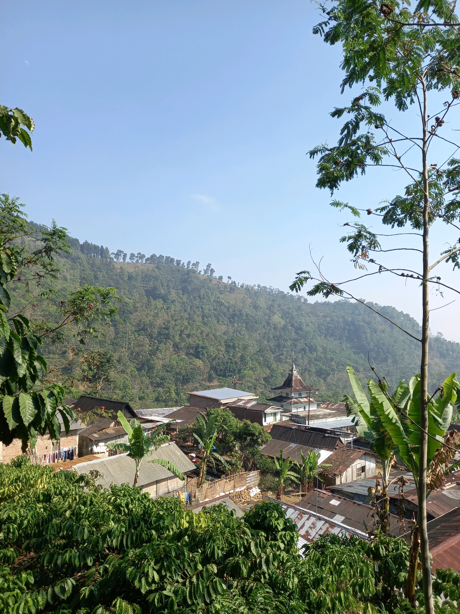 The image shows a village nestled in a hilly landscape, likely in Blumah, Indonesia, given the presence of lush vegetation and the architectural style. The scene is viewed from an elevated perspective, looking down onto a cluster of houses with corrugated metal roofs. In the foreground, dense green foliage, possibly coffee plants, dominates, with some trees and leaves obscuring parts of the view. A prominent tall tree stands on the right side of the frame.
In the mid-ground, several houses are visible, some with laundry hanging outside. A distinct building with a tiered roof and a pointed spire, possibly a mosque or a similar place of worship, is located in the center of the village. Beyond the village, a steep, densely forested hill rises, with a line of trees forming a crest along its top. The sky is a clear, pale blue with a faint crescent moon visible in the upper left. The overall impression is of a rural, tranquil setting under a bright, clear sky.