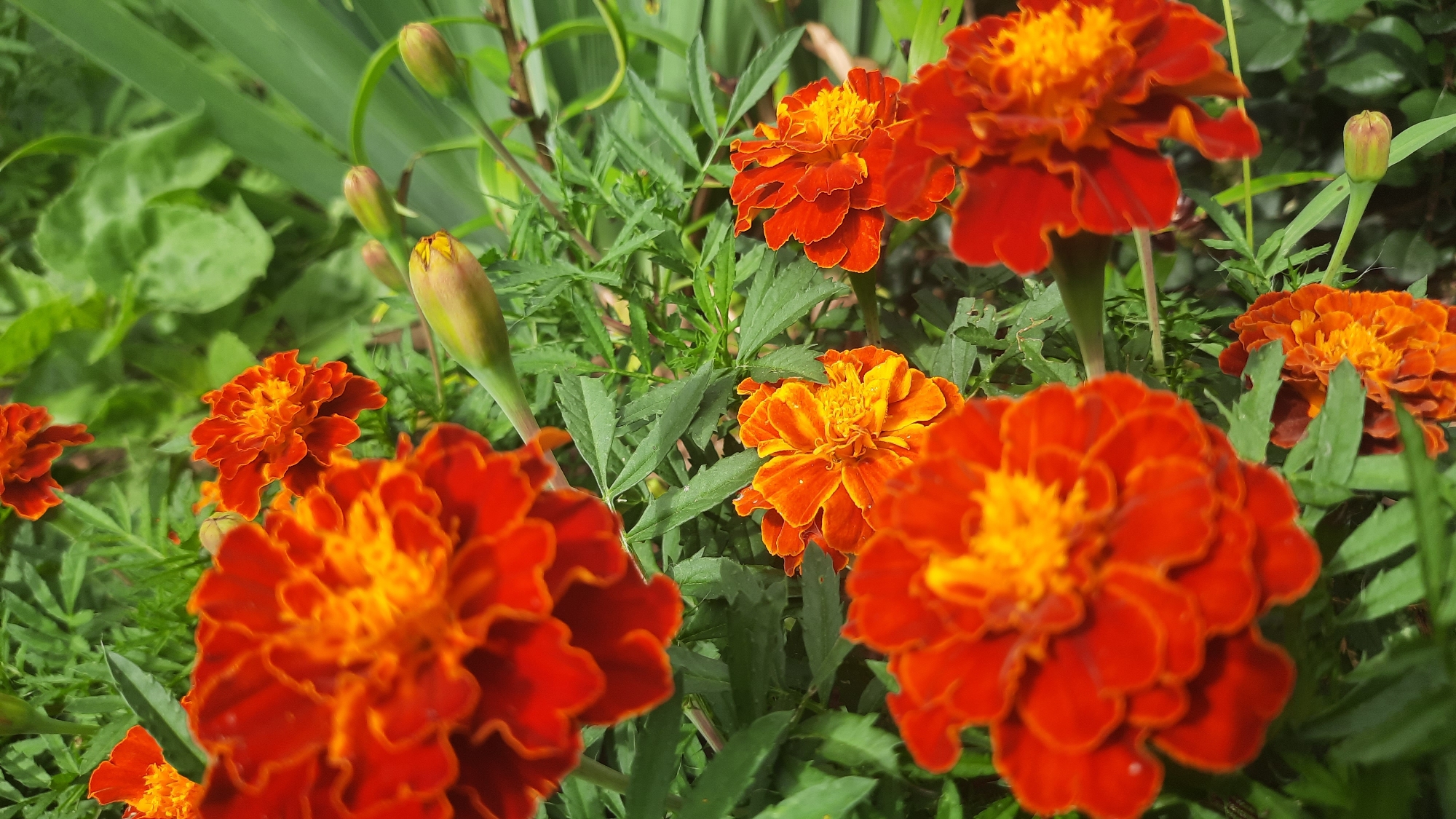 This is a close-up, eye-level photograph of a cluster of blooming marigolds. The flowers are primarily orange and red, with ruffled petals and bright yellow centers. They are surrounded by lush green foliage and some unopened buds. The image appears to be taken outdoors, in a garden setting. The lighting suggests it is daytime, with the sun illuminating the flowers. There are no people or animals visible in the image. The photograph is in focus on the marigolds, with the background slightly blurred, creating a shallow depth of field. The composition is dynamic, with the flowers filling the frame. The specific location in the city of Шклоў, Belarus cannot be determined from the visual information provided in the image.