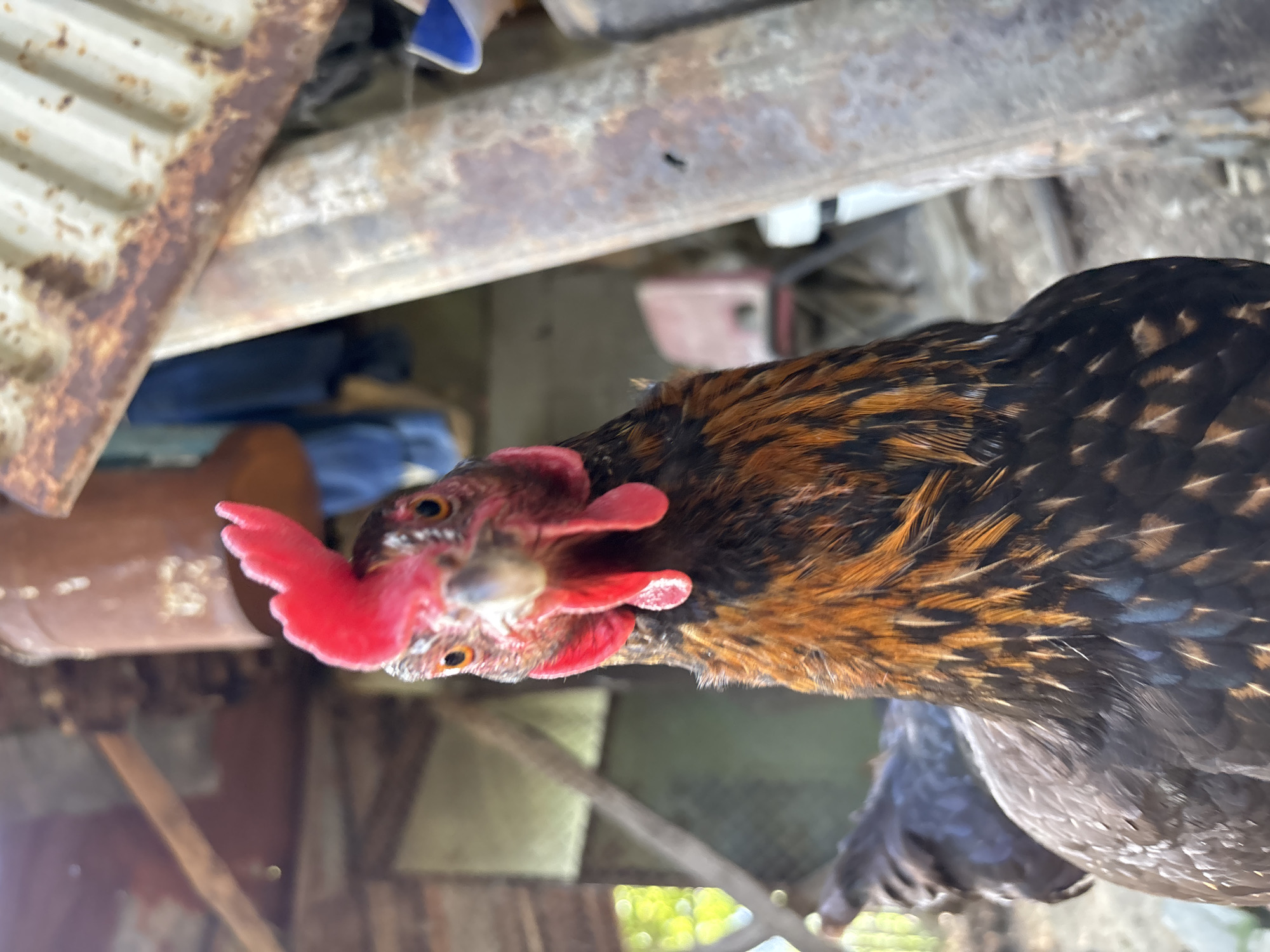 This is a close-up, vertically oriented photograph of a chicken, likely a hen, seen from a low angle. The chicken's head is prominently featured, with its bright red comb and wattles clearly visible. Its eyes are open, and its beak is slightly parted, suggesting it might be vocalizing or about to peck. The chicken's feathers display a pattern of dark brown and lighter brown or copper tones, with some iridescent blue-green highlights visible in the neck and back feathers.
The background is cluttered and appears to be an outdoor or semi-outdoor setting, possibly a coop or a shed. There are elements of rusted metal, perhaps corrugated sheeting or beams, overhead. Various indistinct objects are visible in the background, including what might be fabric or plastic sheeting in shades of blue and brown, and some wooden structures. The overall impression of the background is one of disarray and perhaps age.
The lighting suggests it is daytime, with the sunlight creating highlights on the chicken's comb and feathers. The overall mood is naturalistic, focusing on the subject's features. There is no visible text in the image. The context provided indicates the location is Zlatograd, Bulgaria.