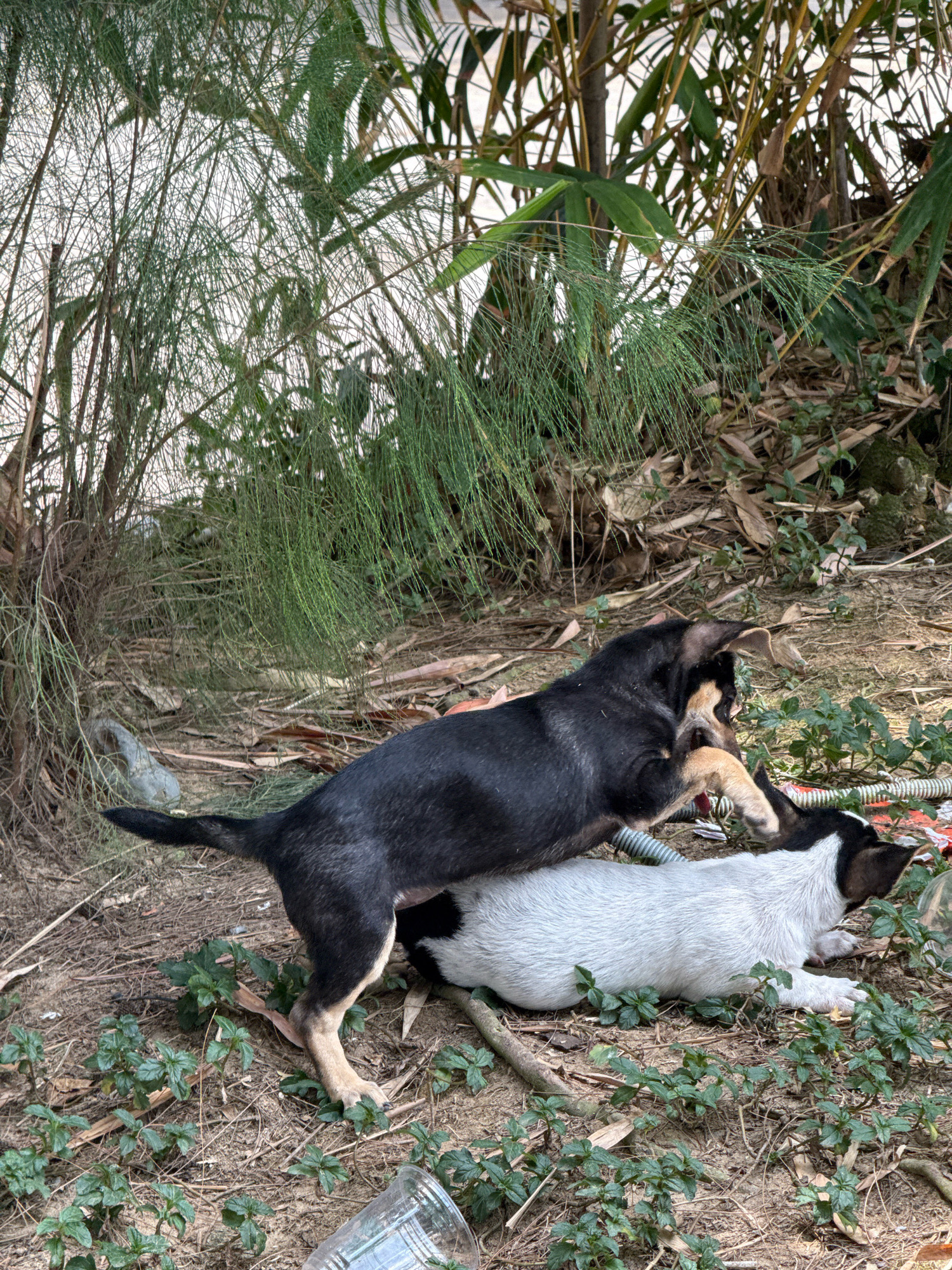 Two puppies are interacting in a natural outdoor setting. A black and tan puppy is standing over a white and black puppy that is lying down. The ground is covered in dirt, leaves, and sparse green vegetation. In the background, there are dense green plants and trees. A clear plastic cup is visible in the lower right foreground. The scene appears to be in a less-developed area, possibly a park or undeveloped plot of land, consistent with areas found on the outskirts of cities like Nha Trang, Vietnam, where natural foliage is abundant and infrastructure may be minimal.